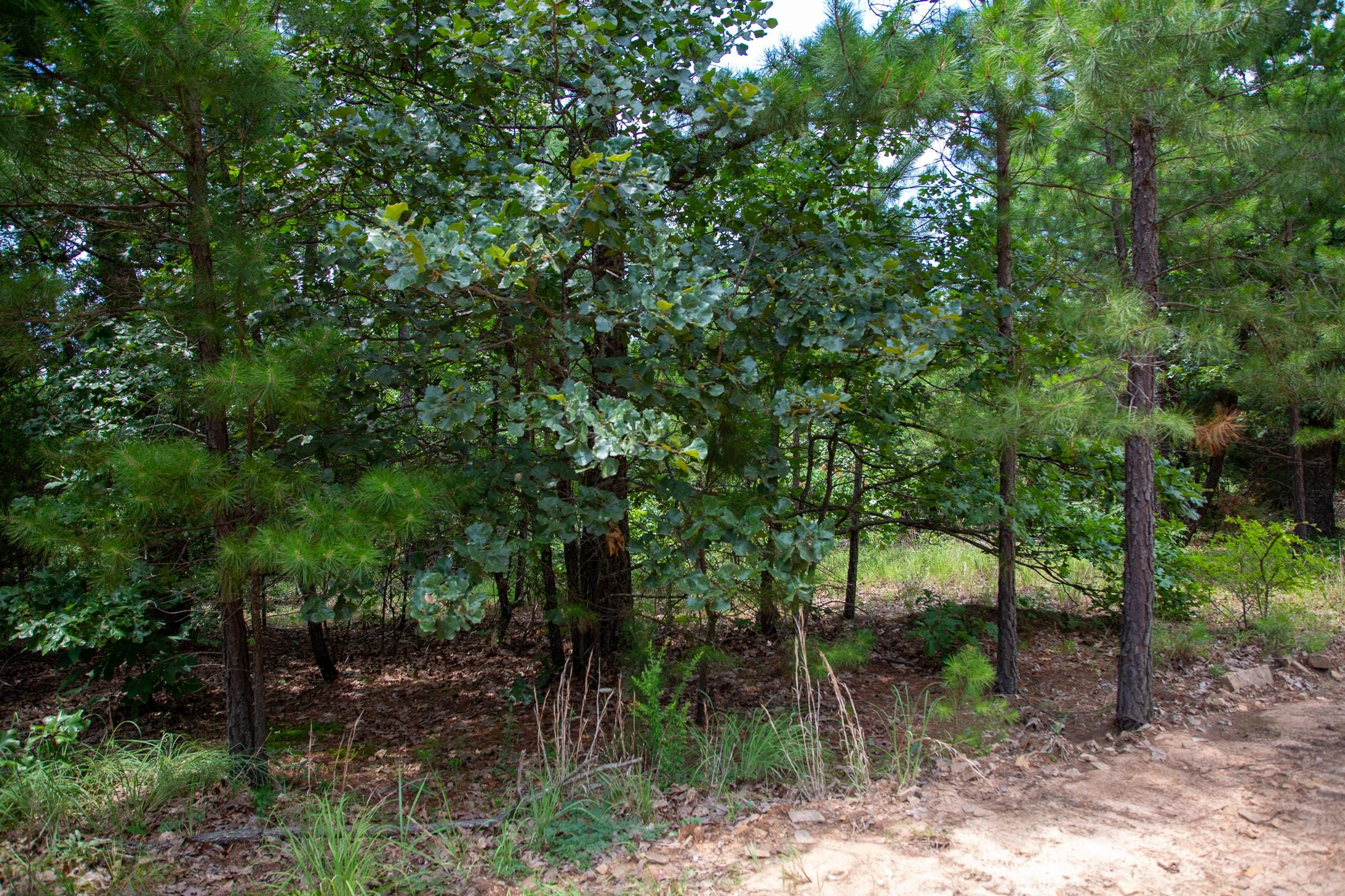 Tyler Stone Ranch Tract 25 photo 4