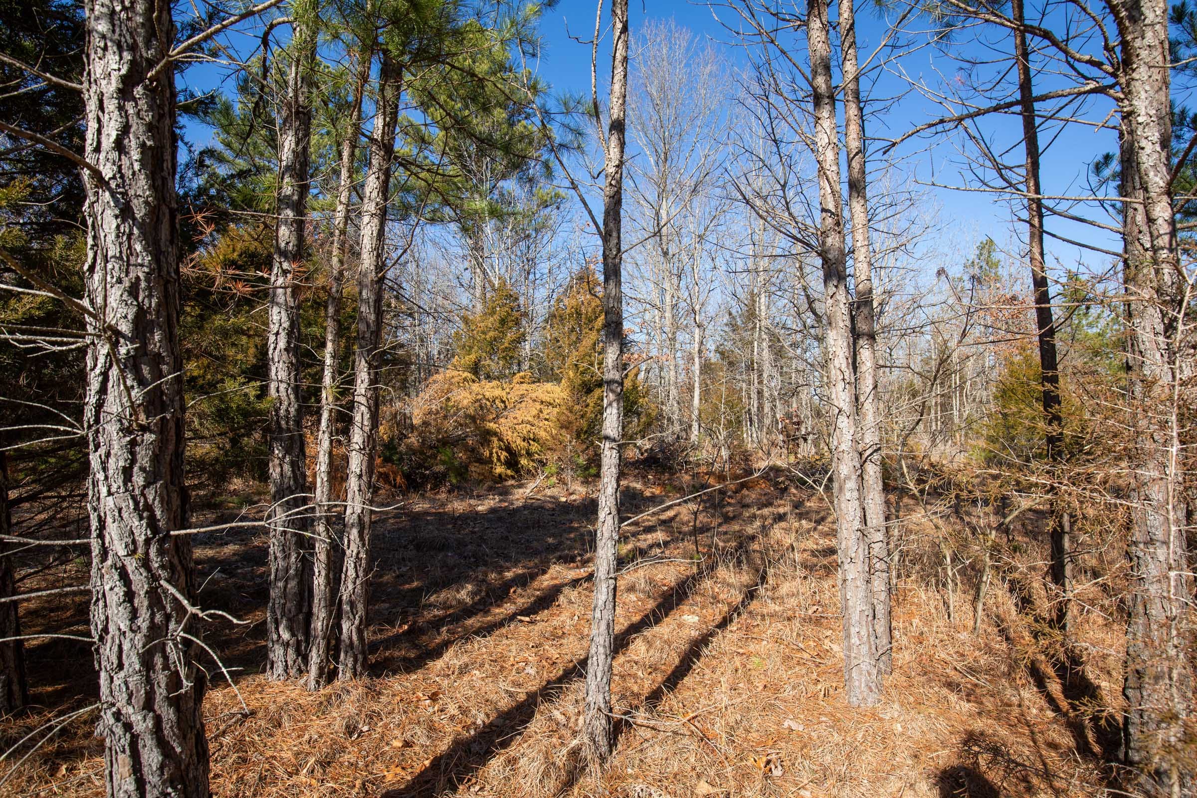 O’Connor Crossing Tract 11 photo 3