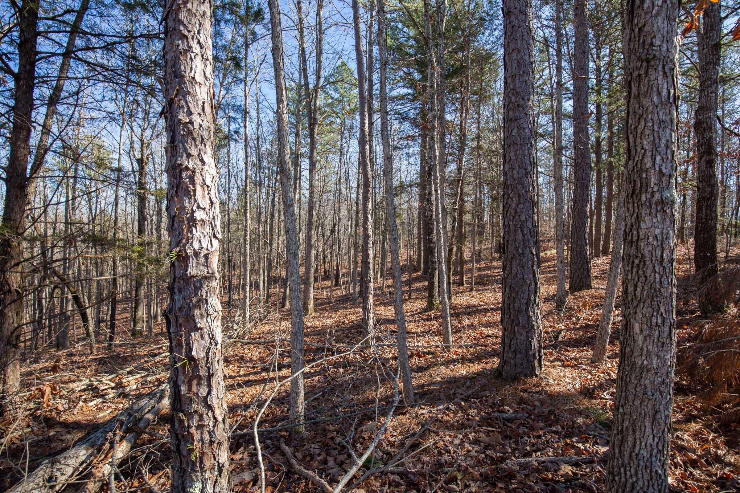O’Connor Crossing Tract 11 photo 5