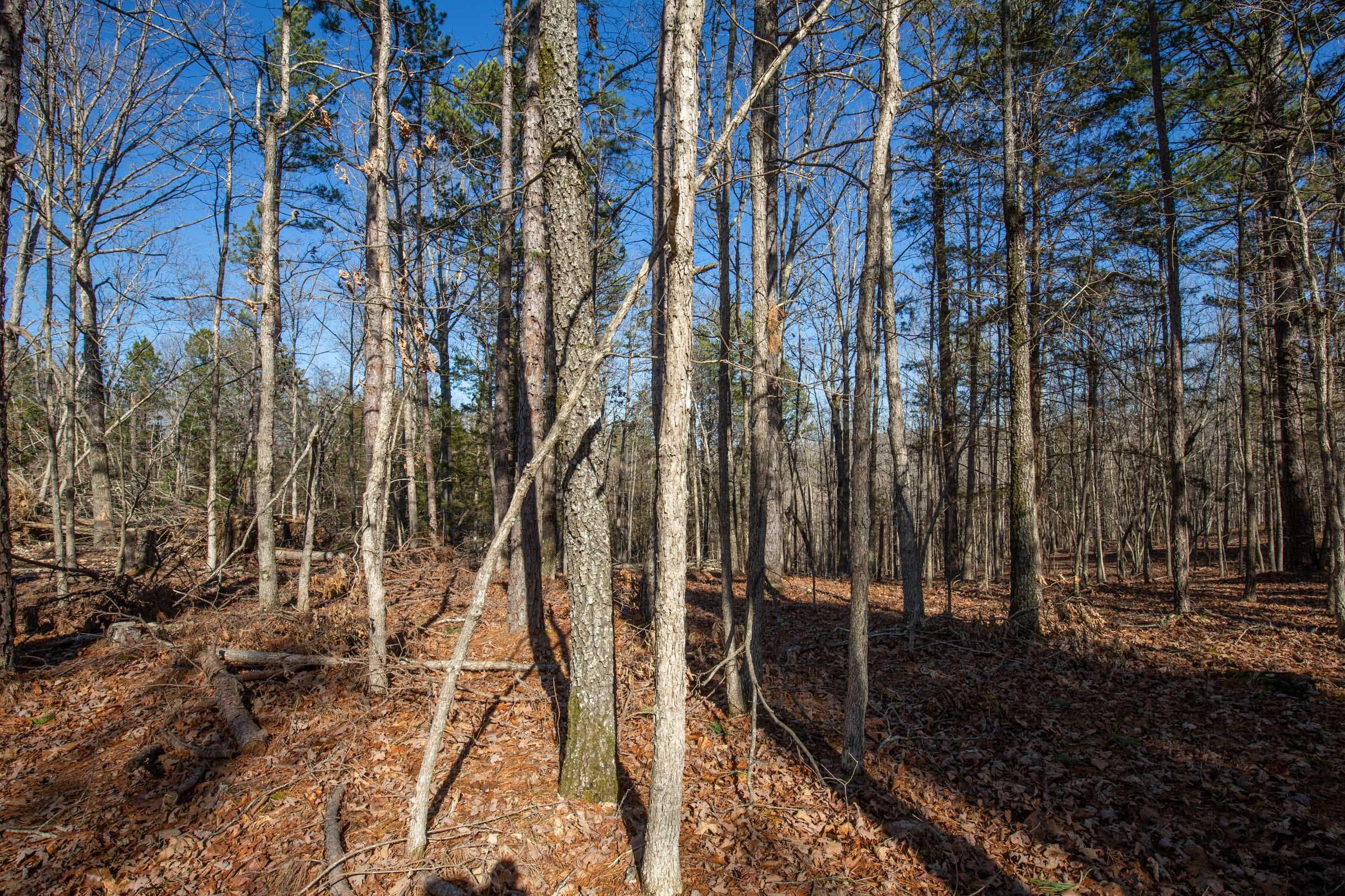 O’Connor Crossing Tract 11 photo 8