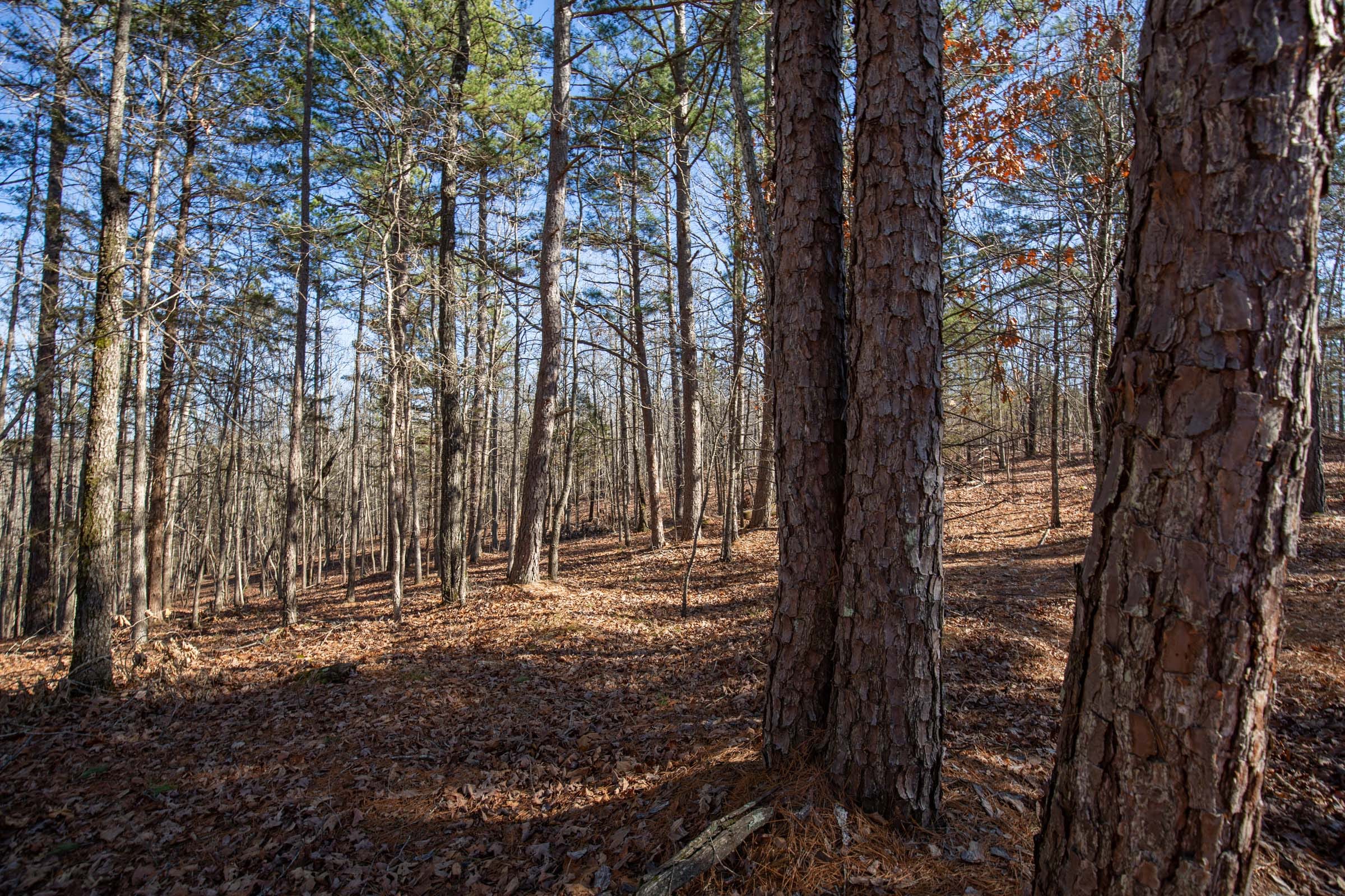 O’Connor Crossing Tract 11 photo 9