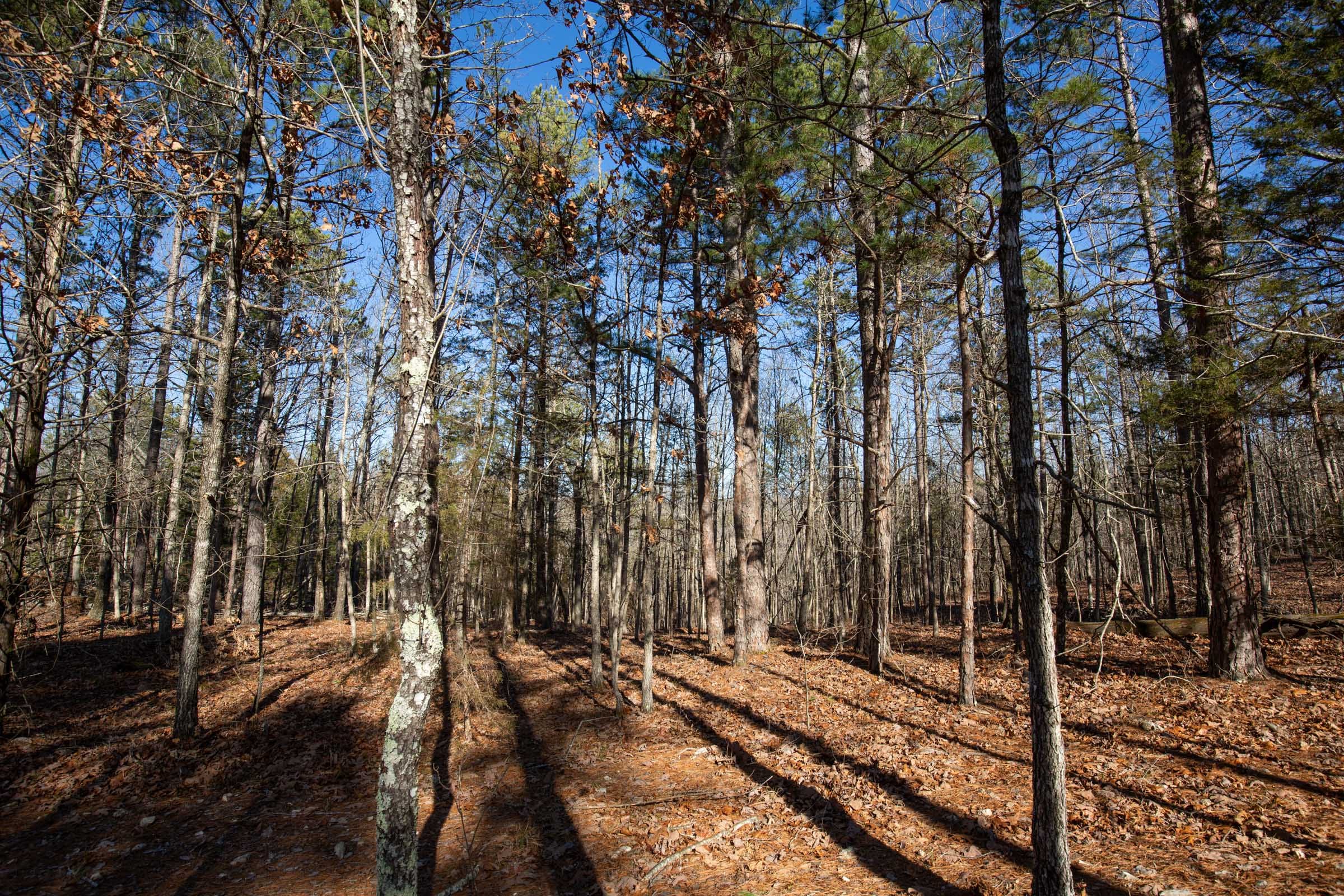 O’Connor Crossing Tract 11 photo 11
