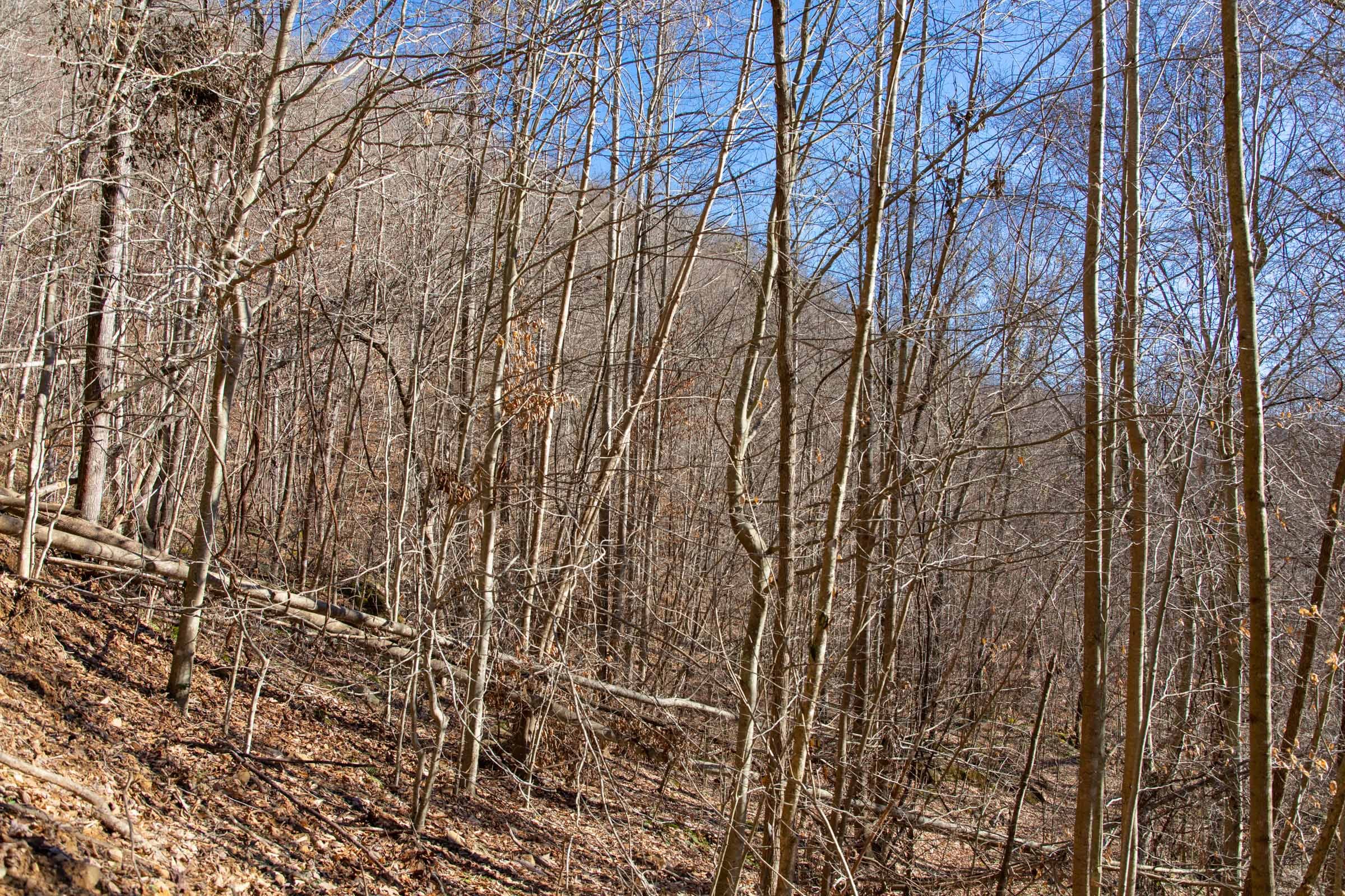 Blackstone Mountain Phase I Tract 49 photo 5
