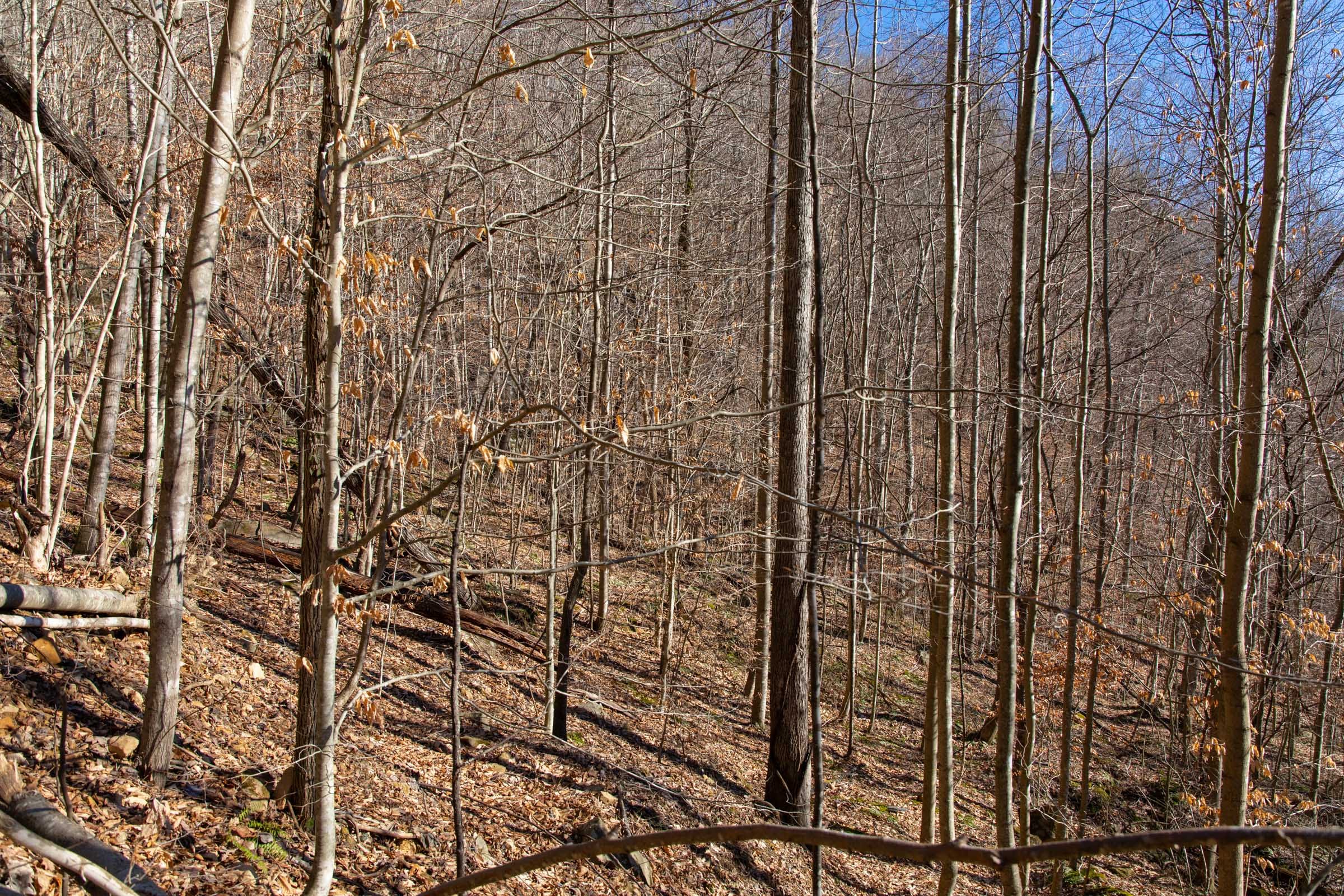 Blackstone Mountain Phase I Tract 49 photo 8