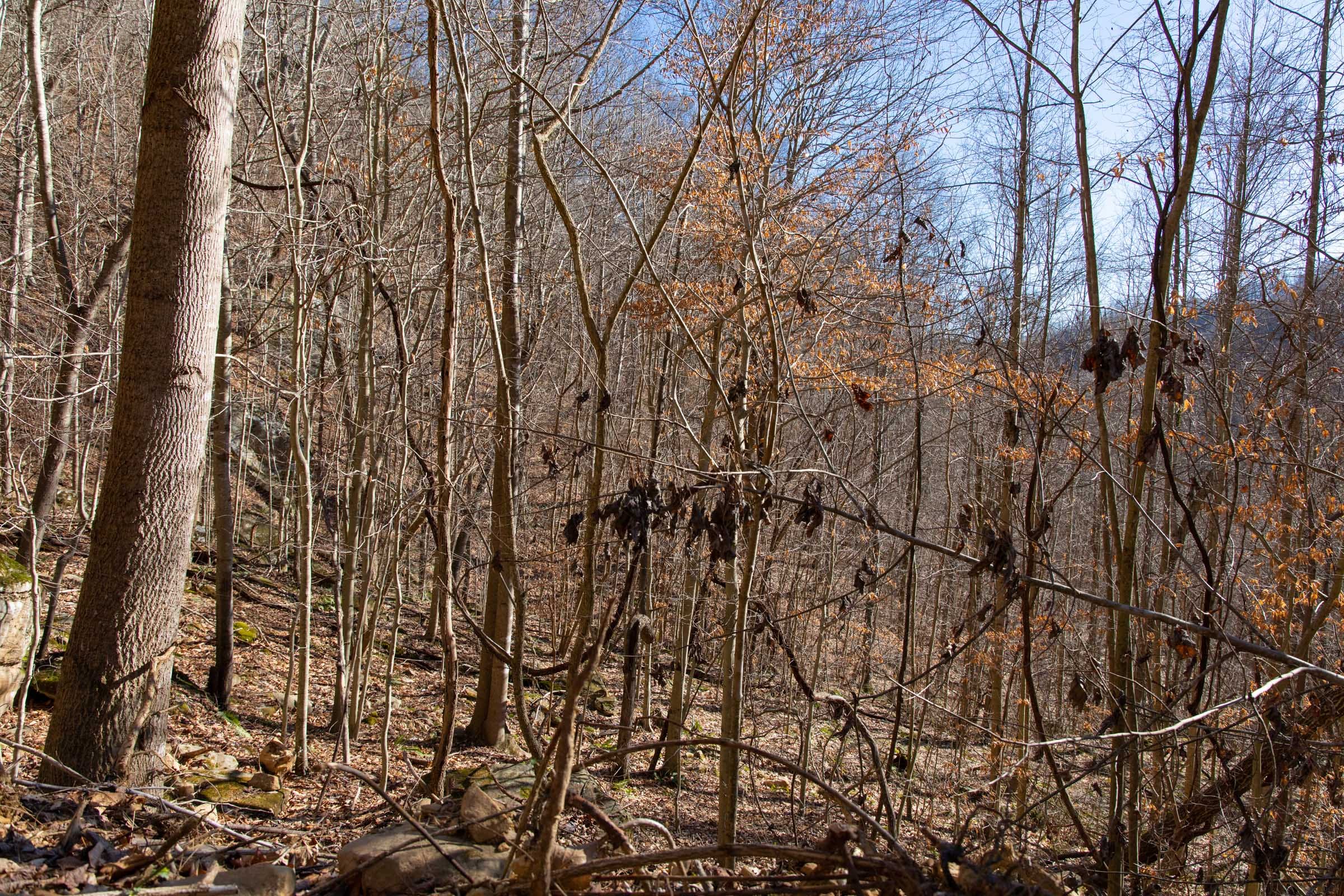 Blackstone Mountain Phase I Tract 49 photo 9