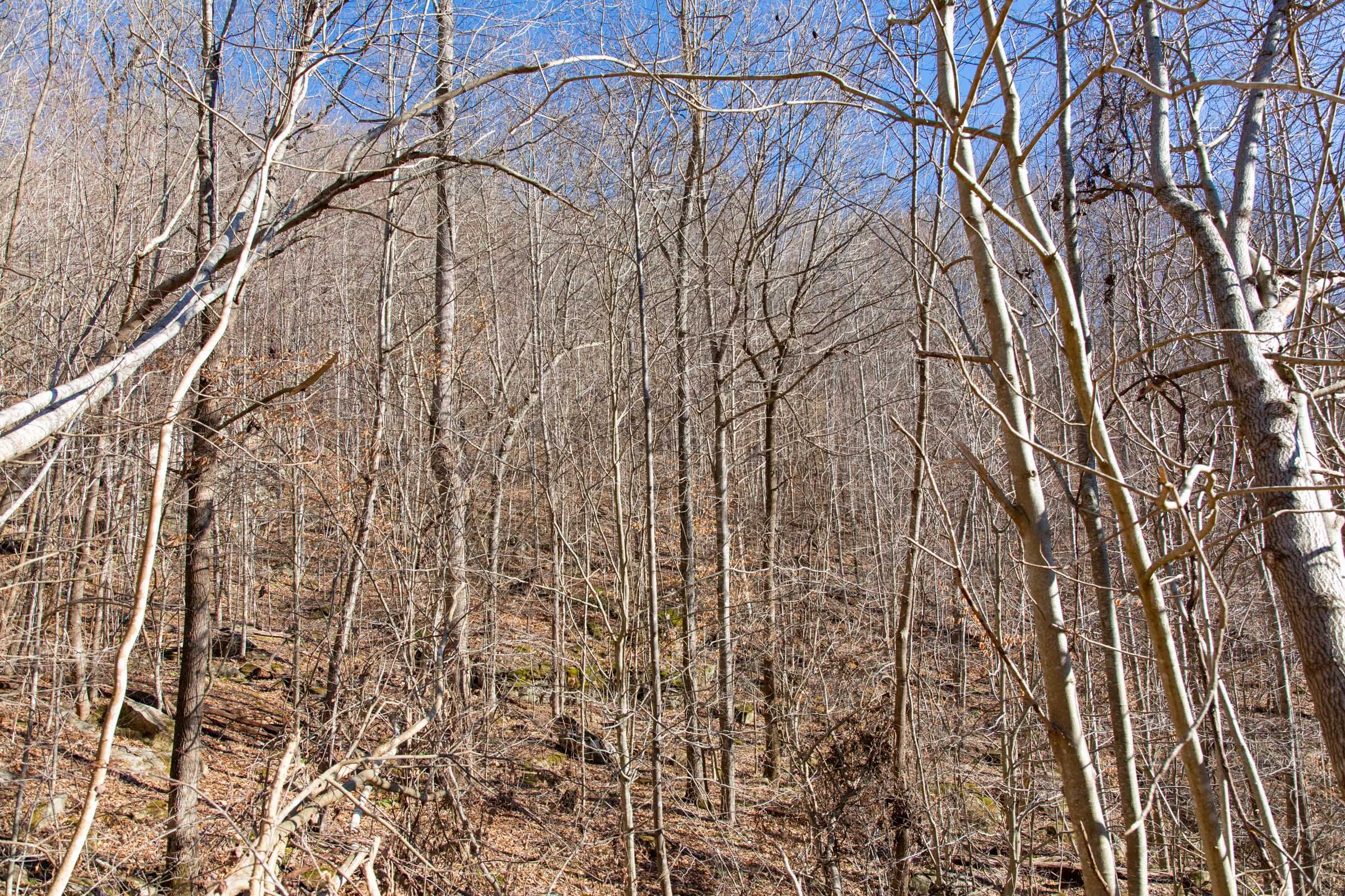 Blackstone Mountain Phase I Tract 49 photo 13