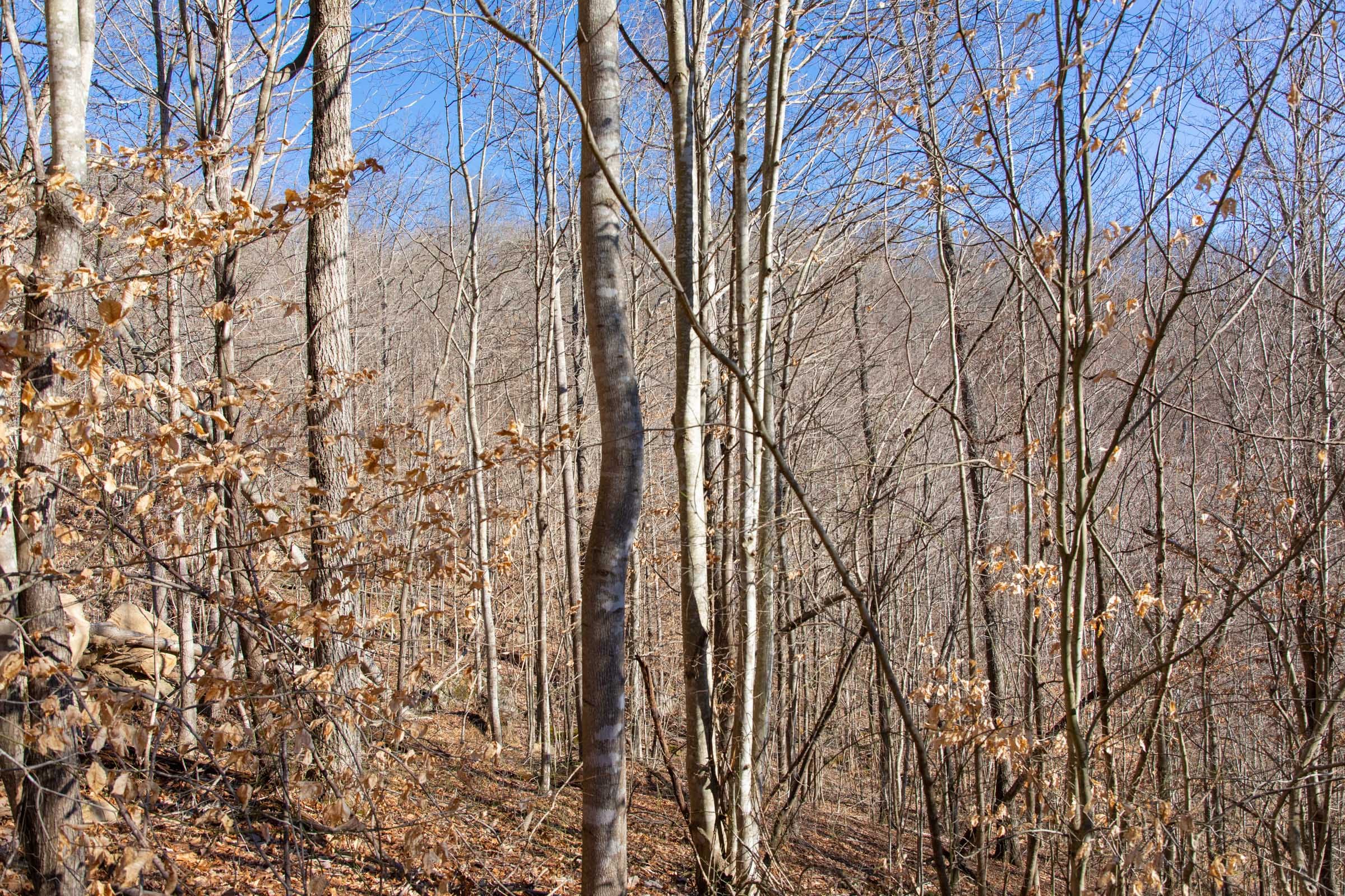 Blackstone Mountain Phase I Tract 49 photo 17