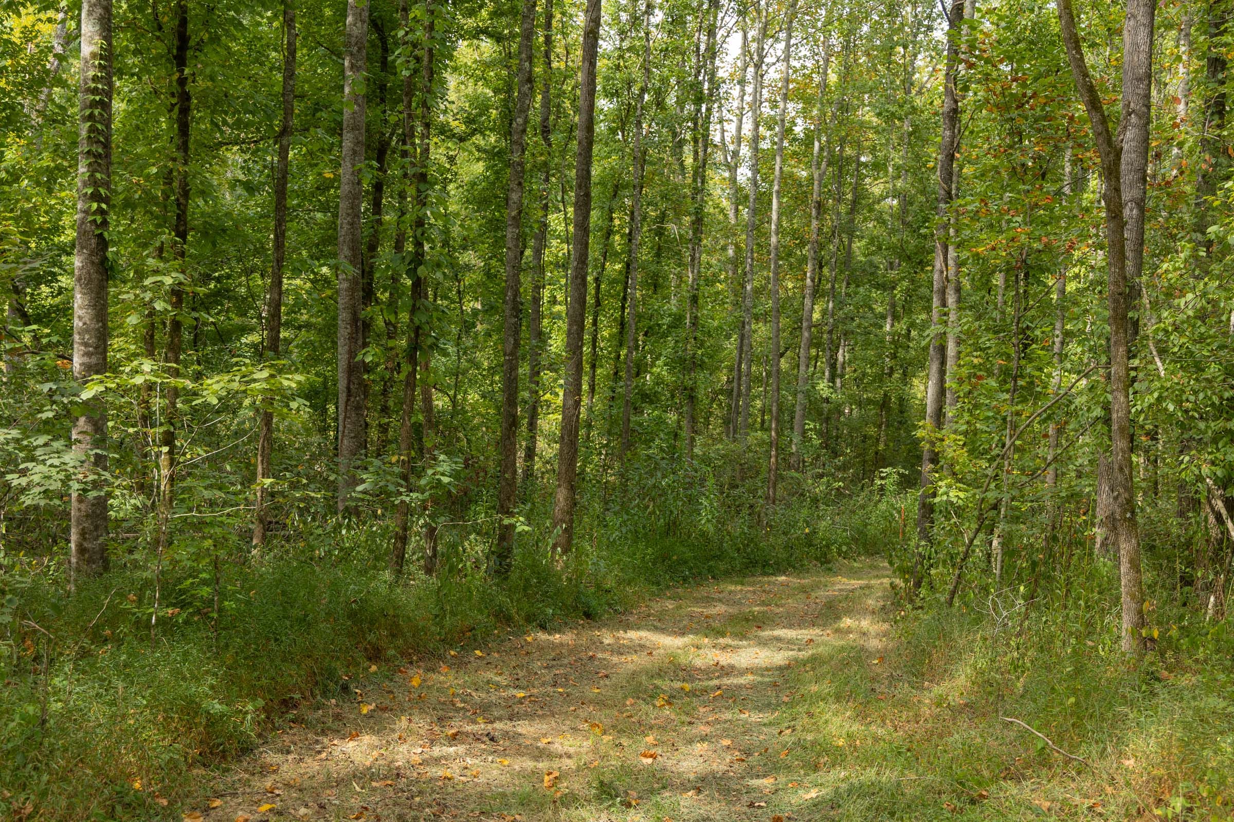 Big White Oak Tract 115 photo 5