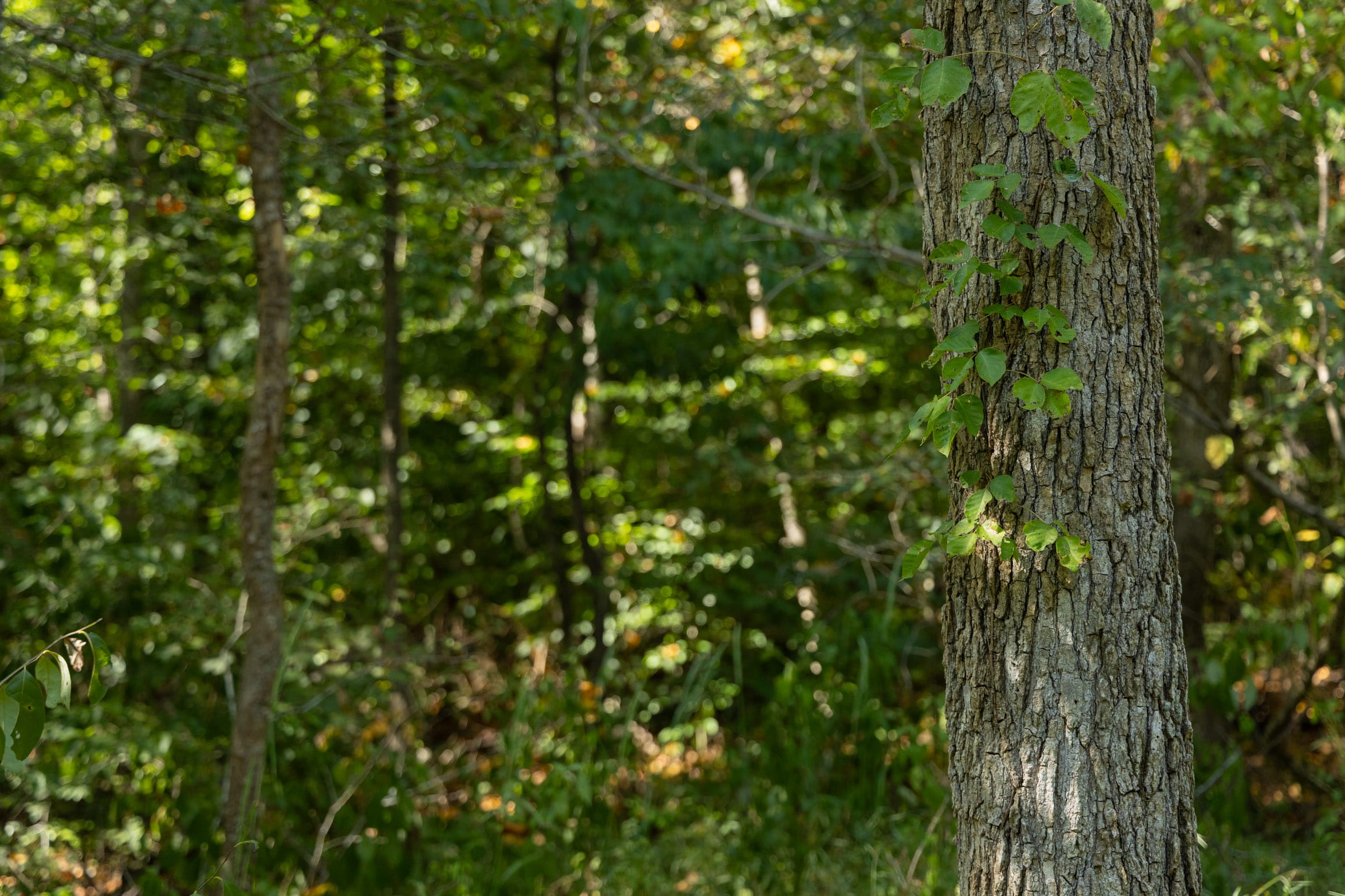 Big White Oak Tract 115 photo 4