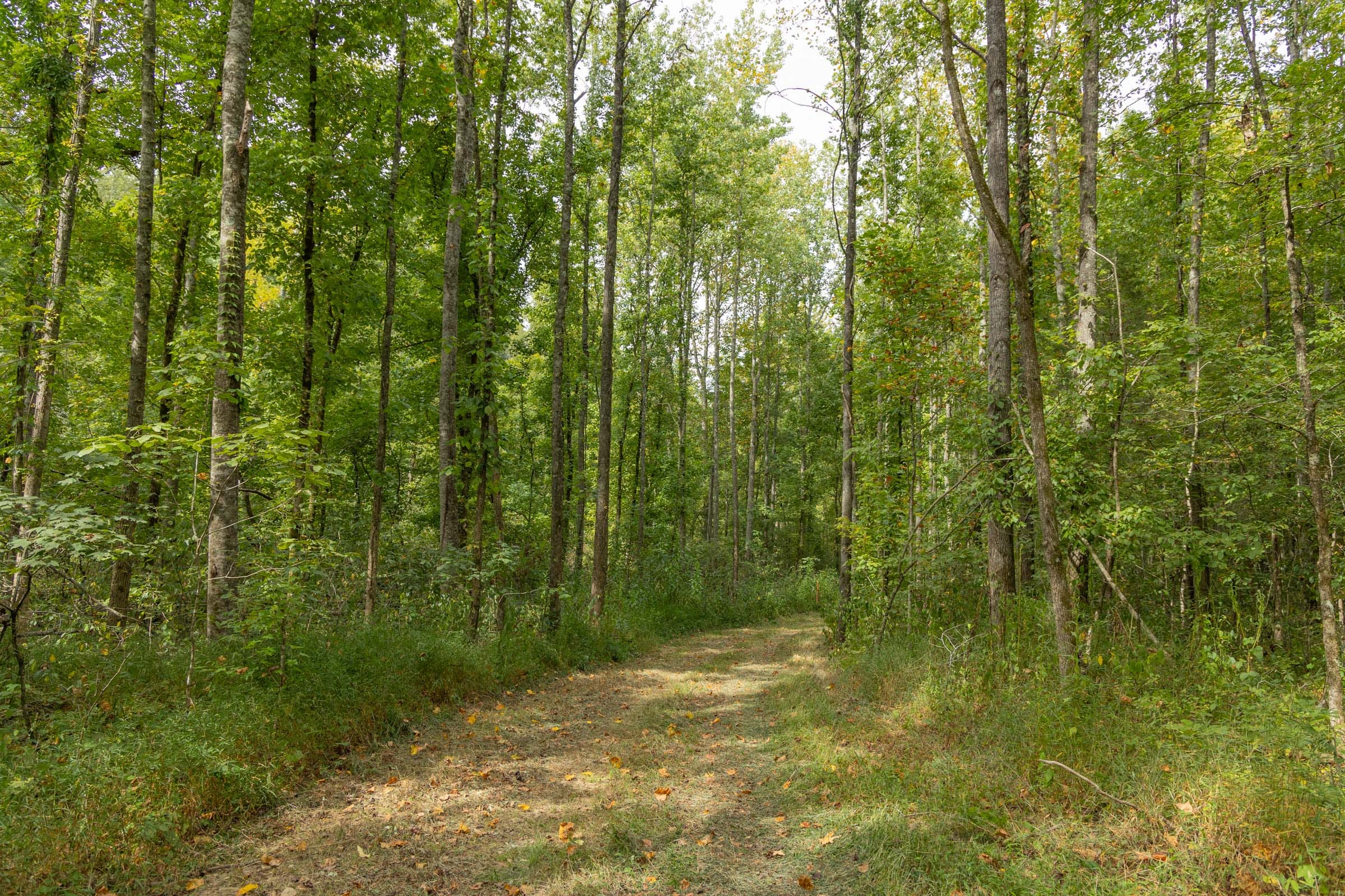 Big White Oak Tract 115 photo 3