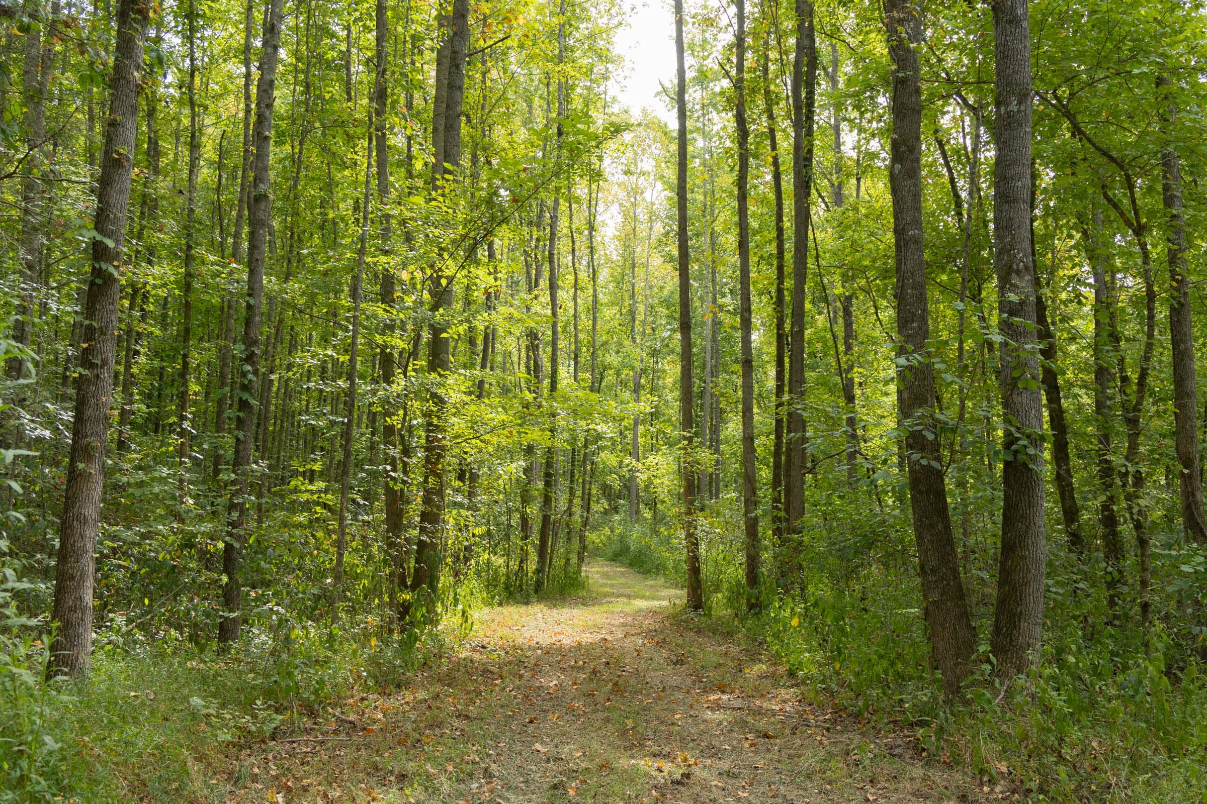 Big White Oak Tract 115 photo 1