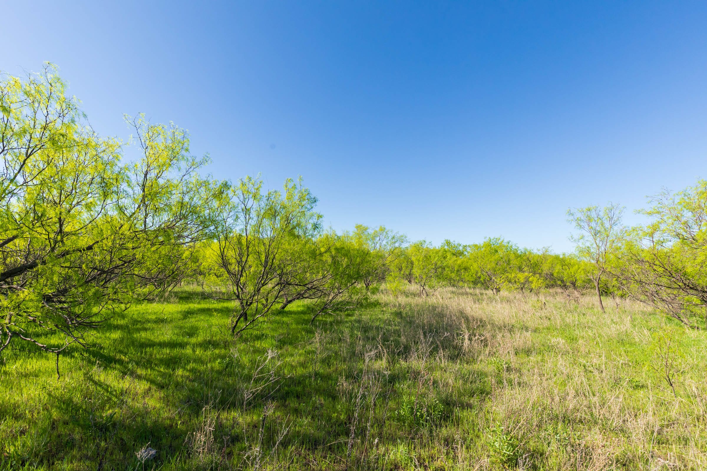 Hackberry Fields Tract 21 photo 3