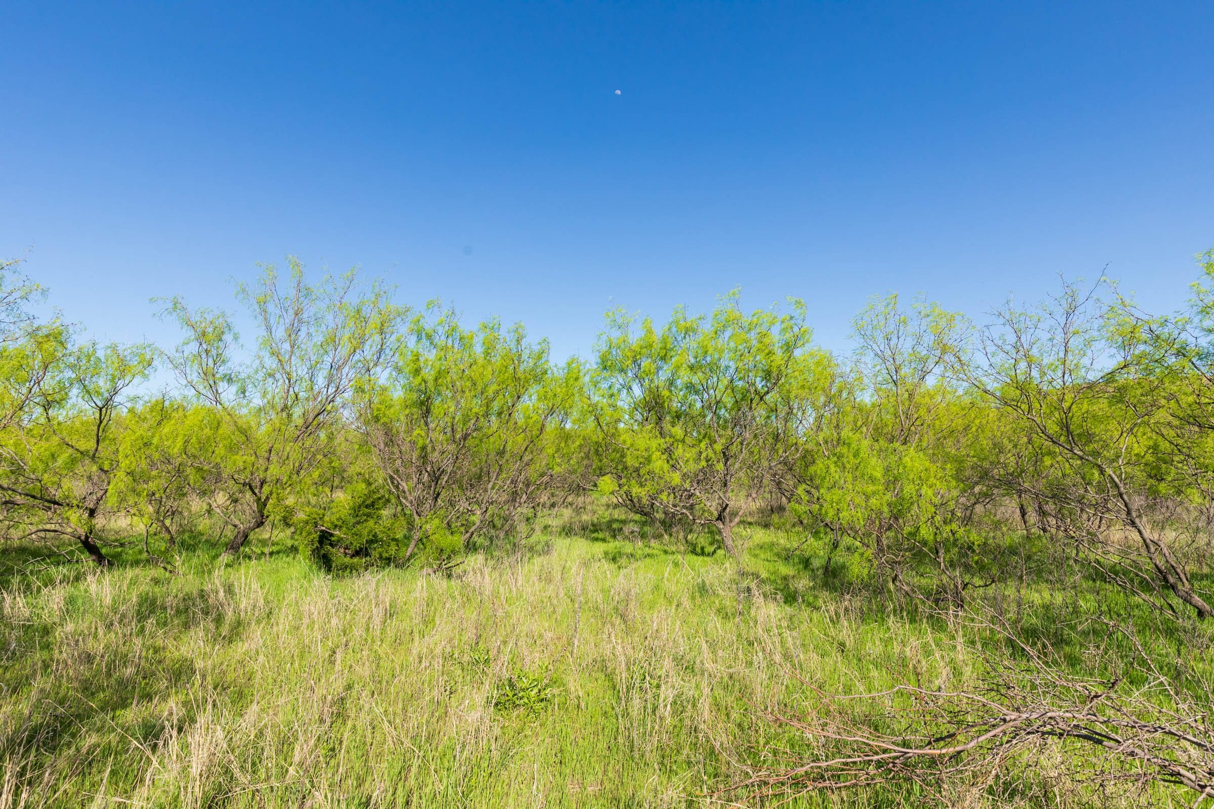 Hackberry Fields Tract 21 photo 5