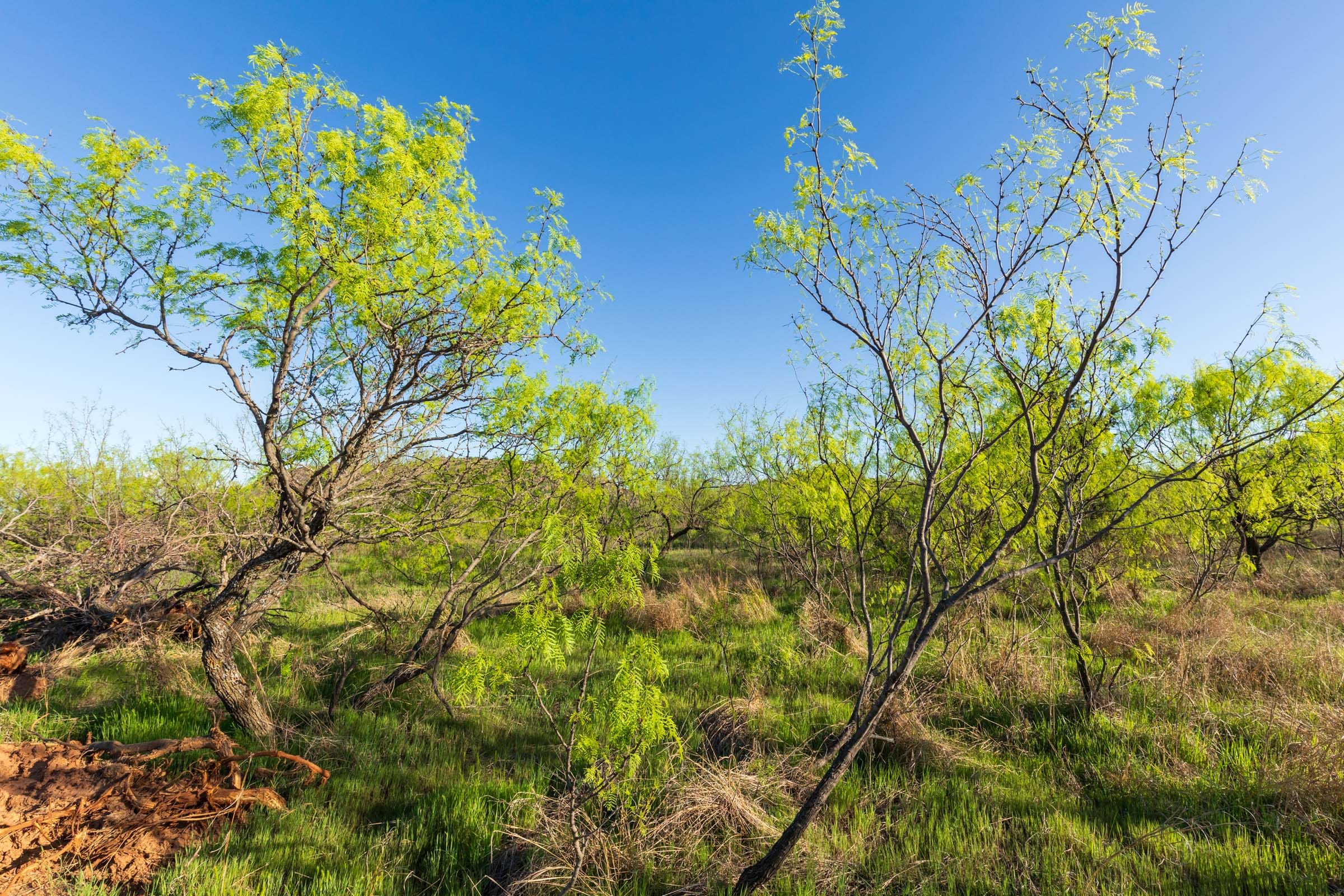 Hackberry Fields Tract 21 photo 1