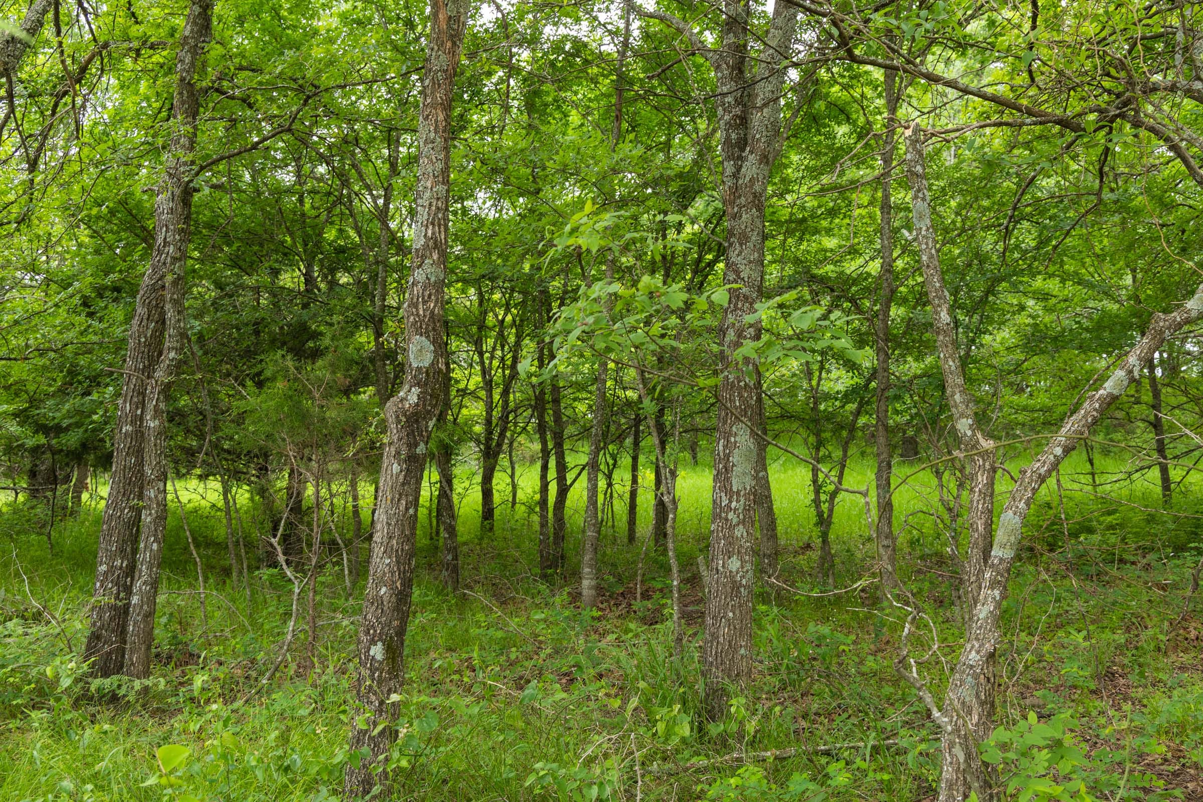 Harmony Hills Tract 15 photo 5