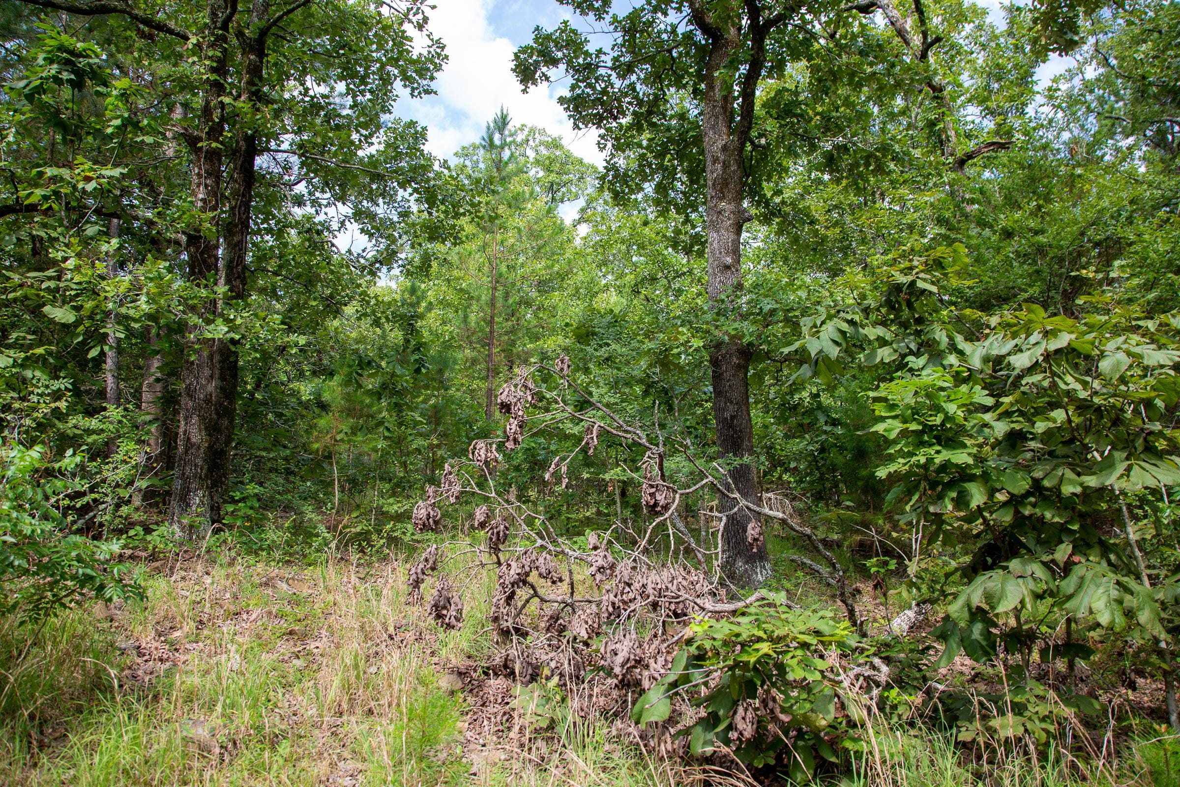 Tyler Stone Ranch Tract 49 photo 12