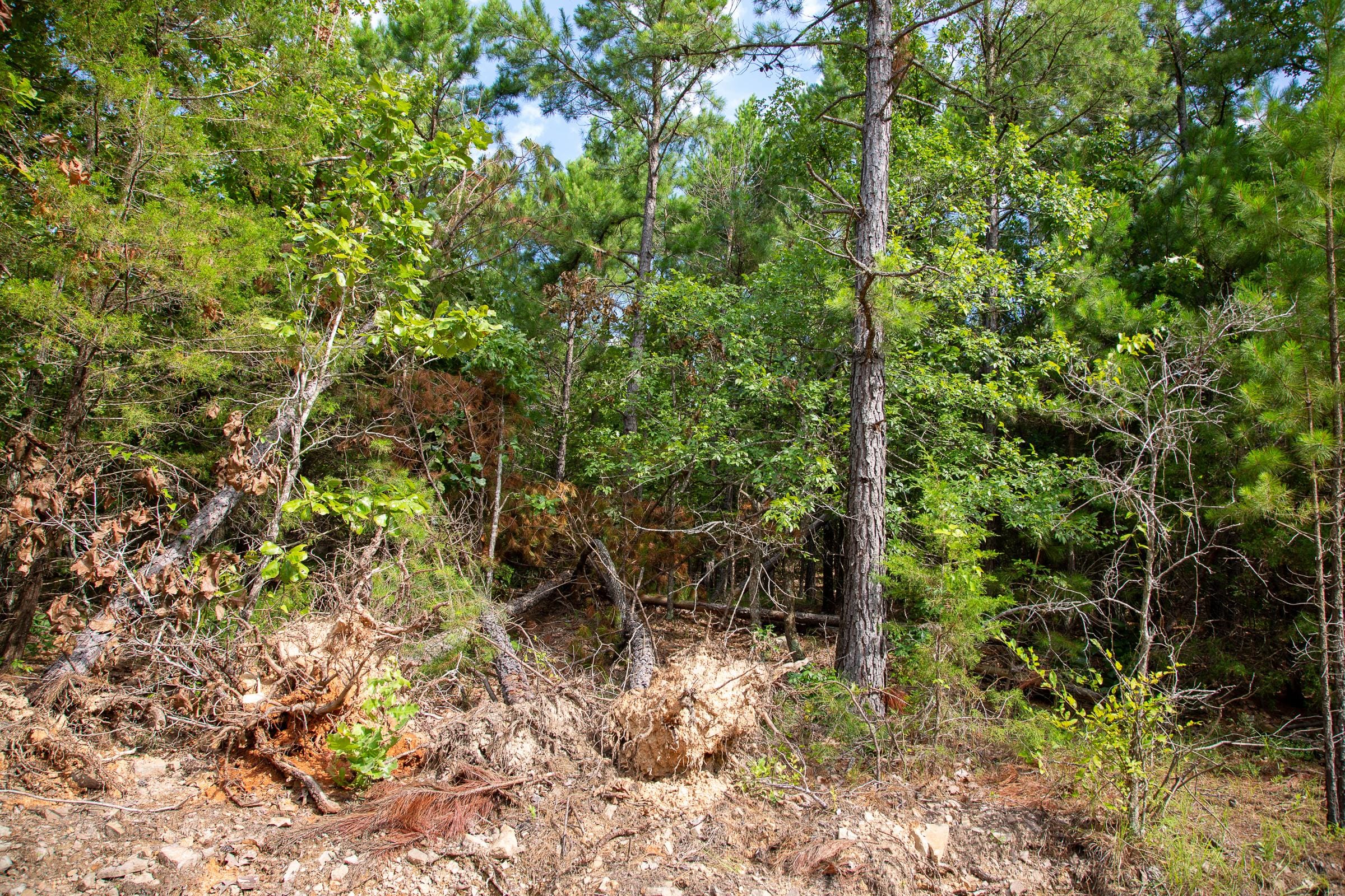 Tyler Stone Ranch Tract 49 photo 18