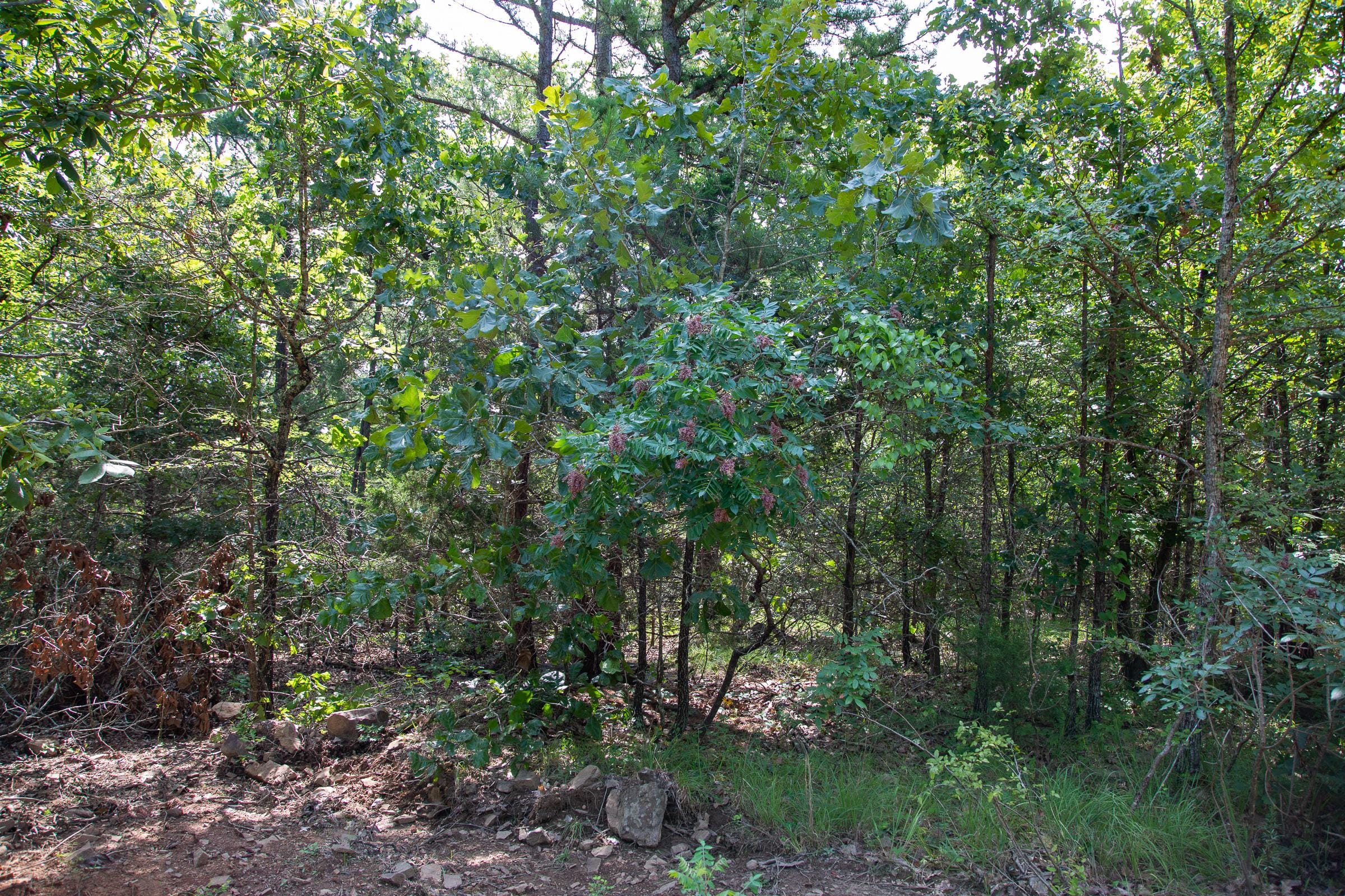 Tyler Stone Ranch Tract 49 photo 24