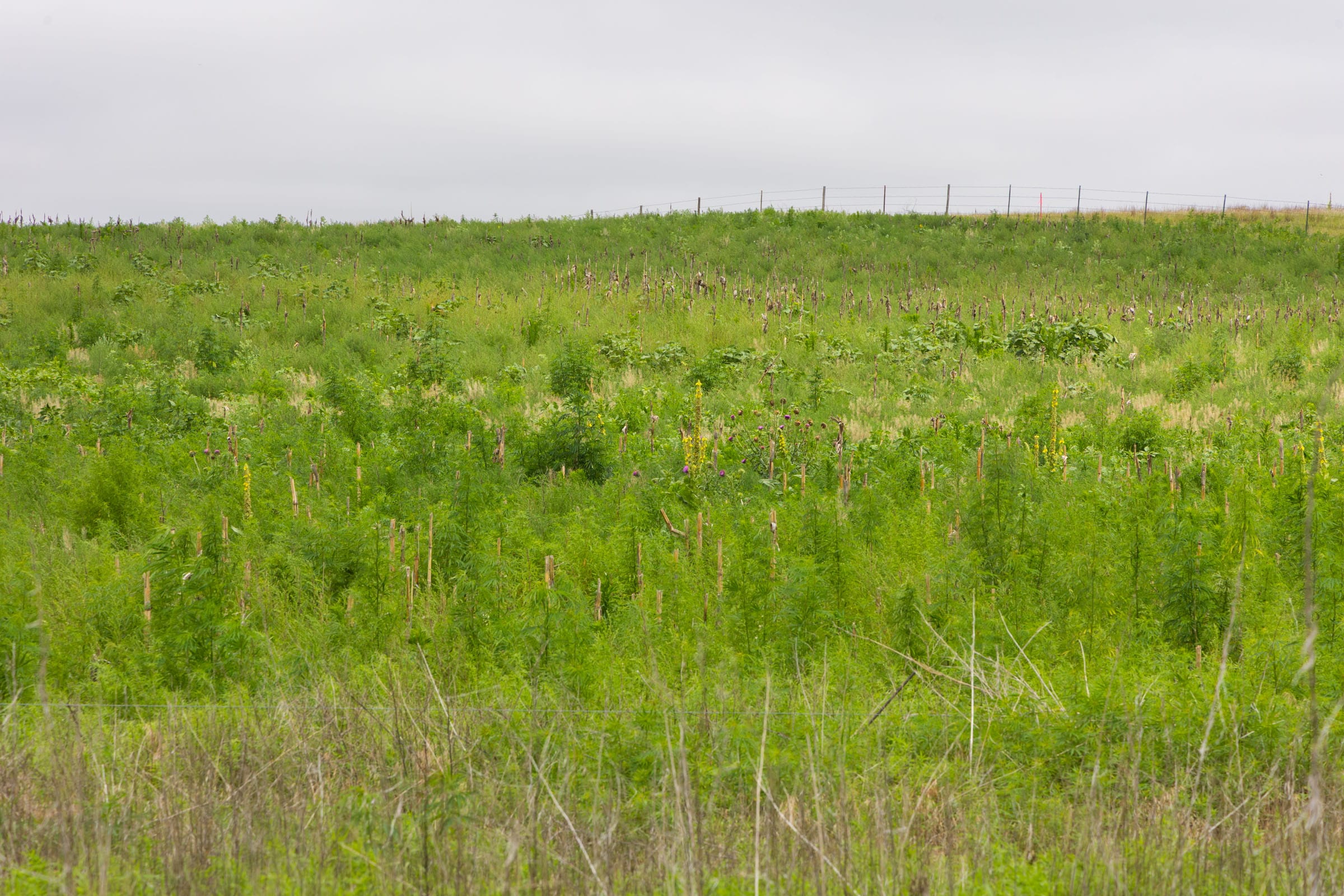 Crandall's Corner Tract 13 photo 7