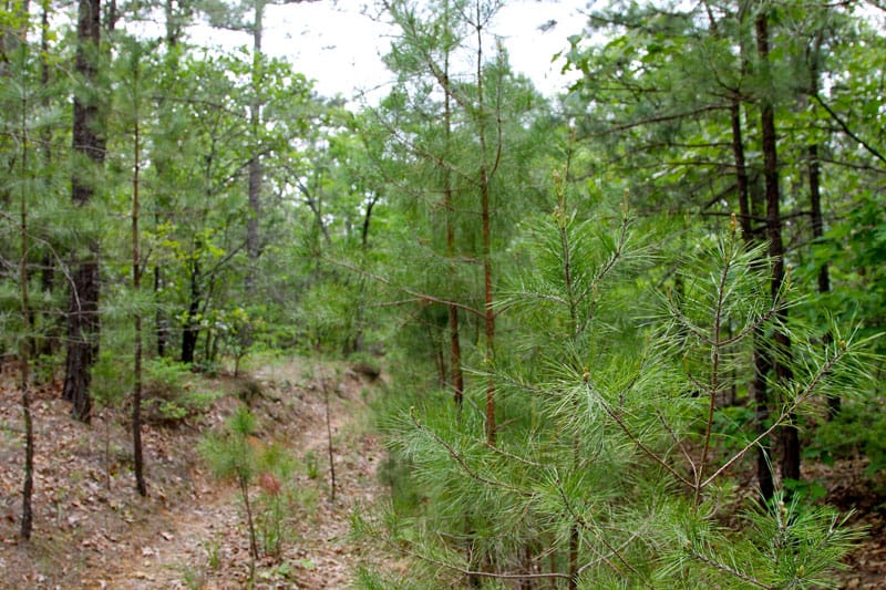 Trophy Ridge Phase II Tract 89 photo 4