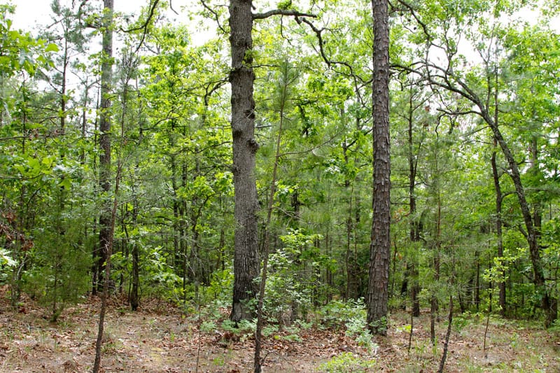Trophy Ridge Phase II Tract 89 photo 6