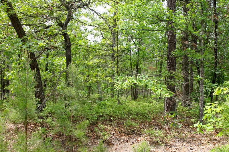 Trophy Ridge Phase II Tract 89 photo 7