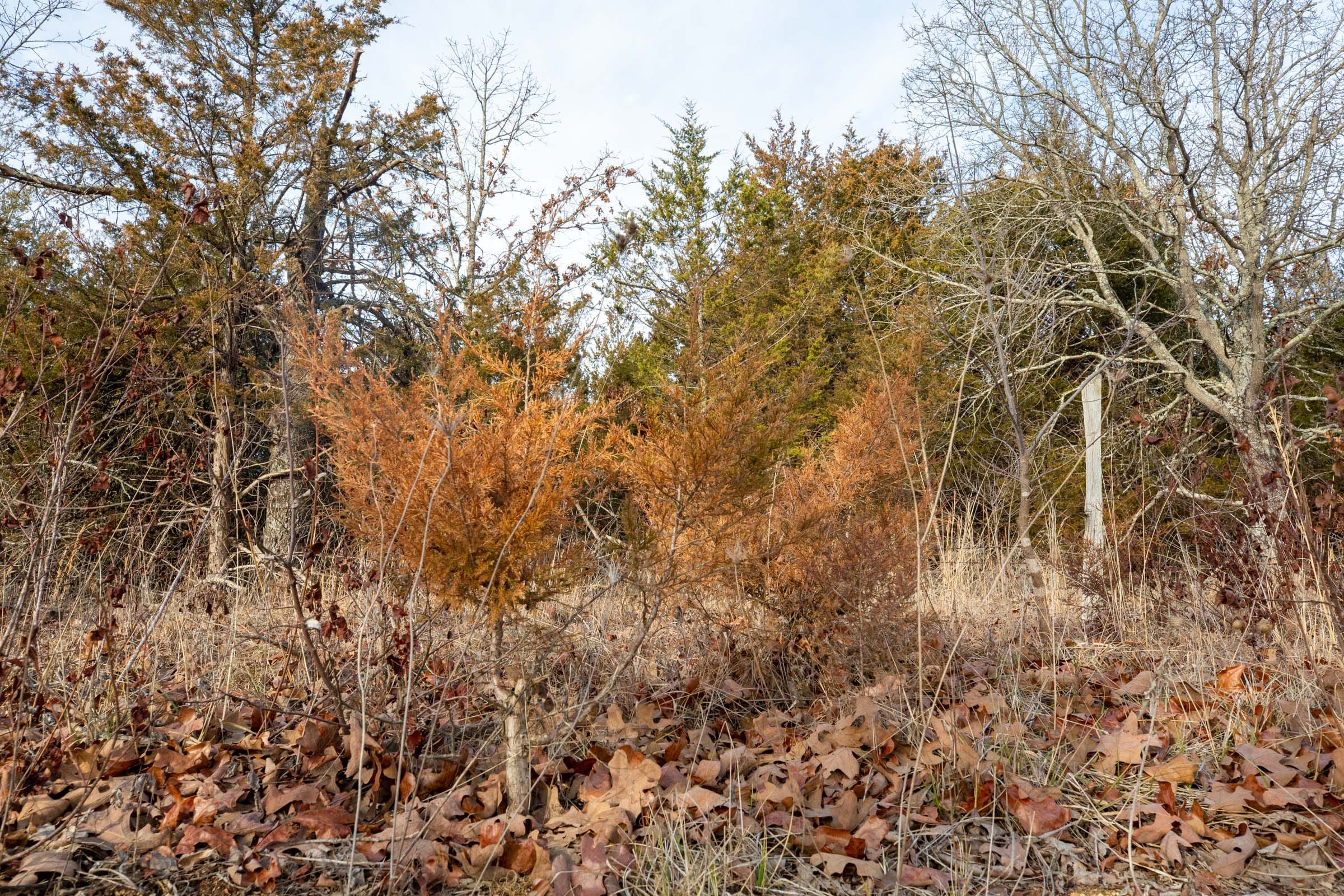 Forest Hill Tract 5 photo 2