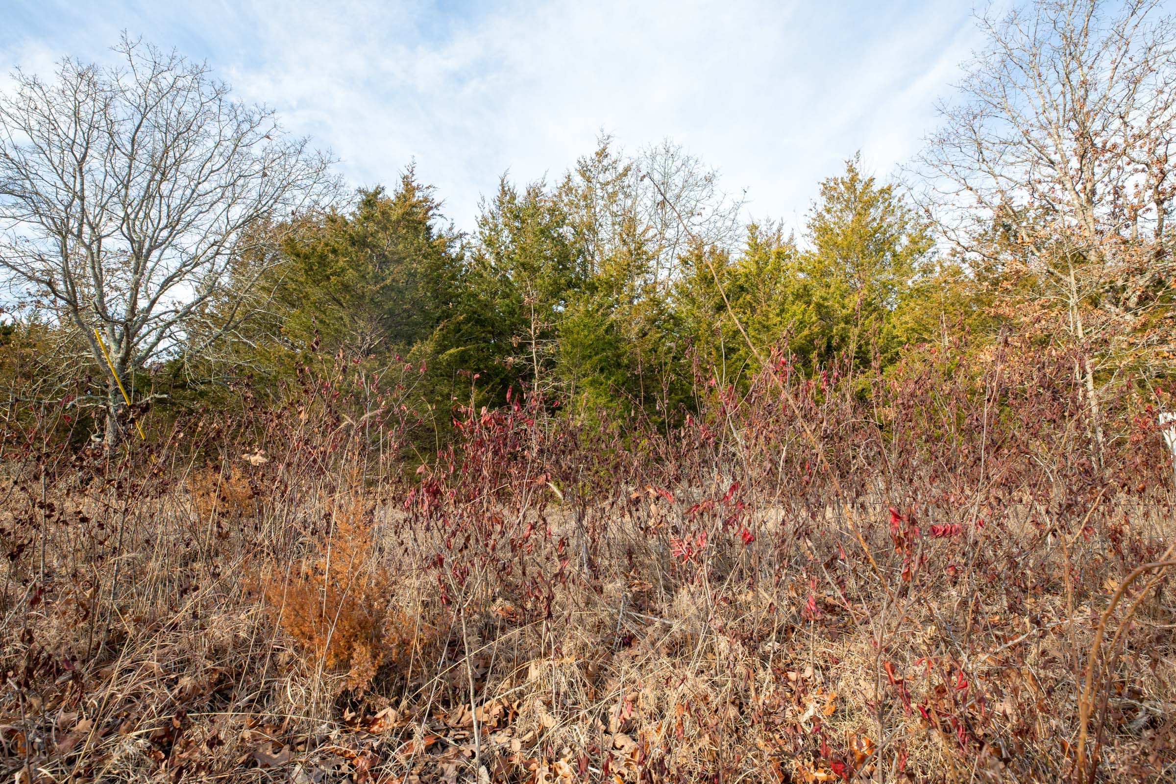 Forest Hill Tract 5 photo 6