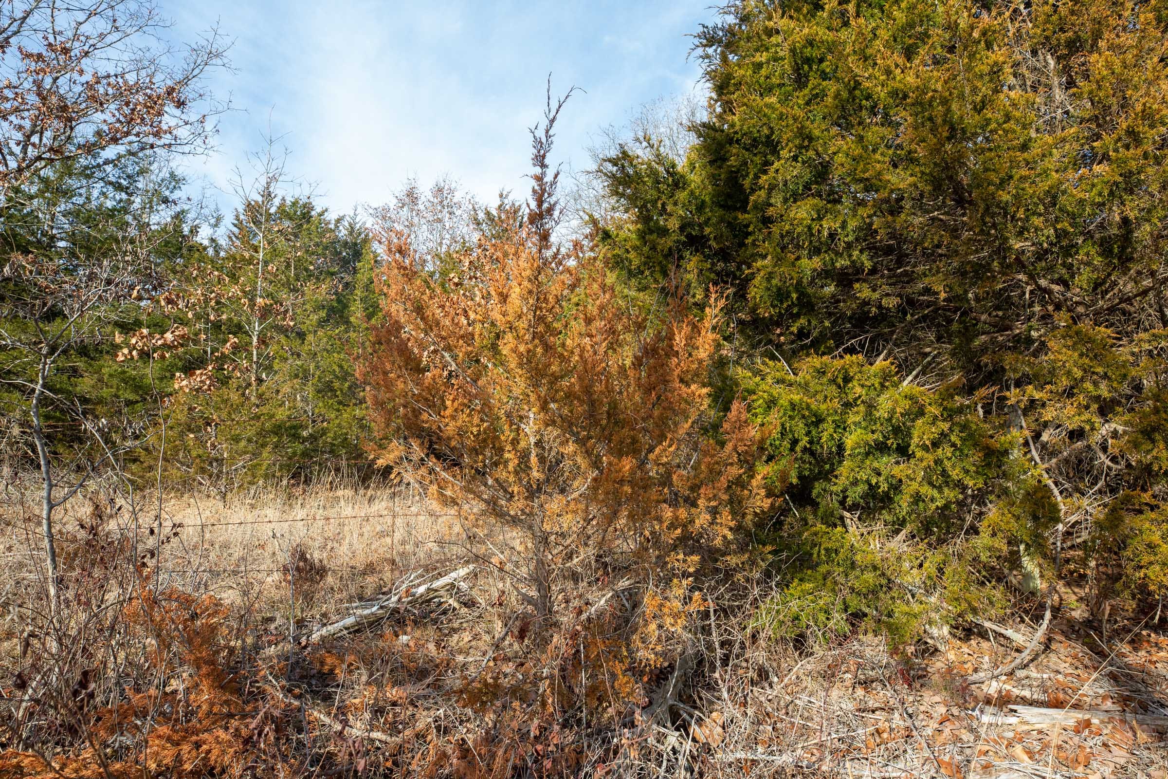 Forest Hill Tract 5 photo 5