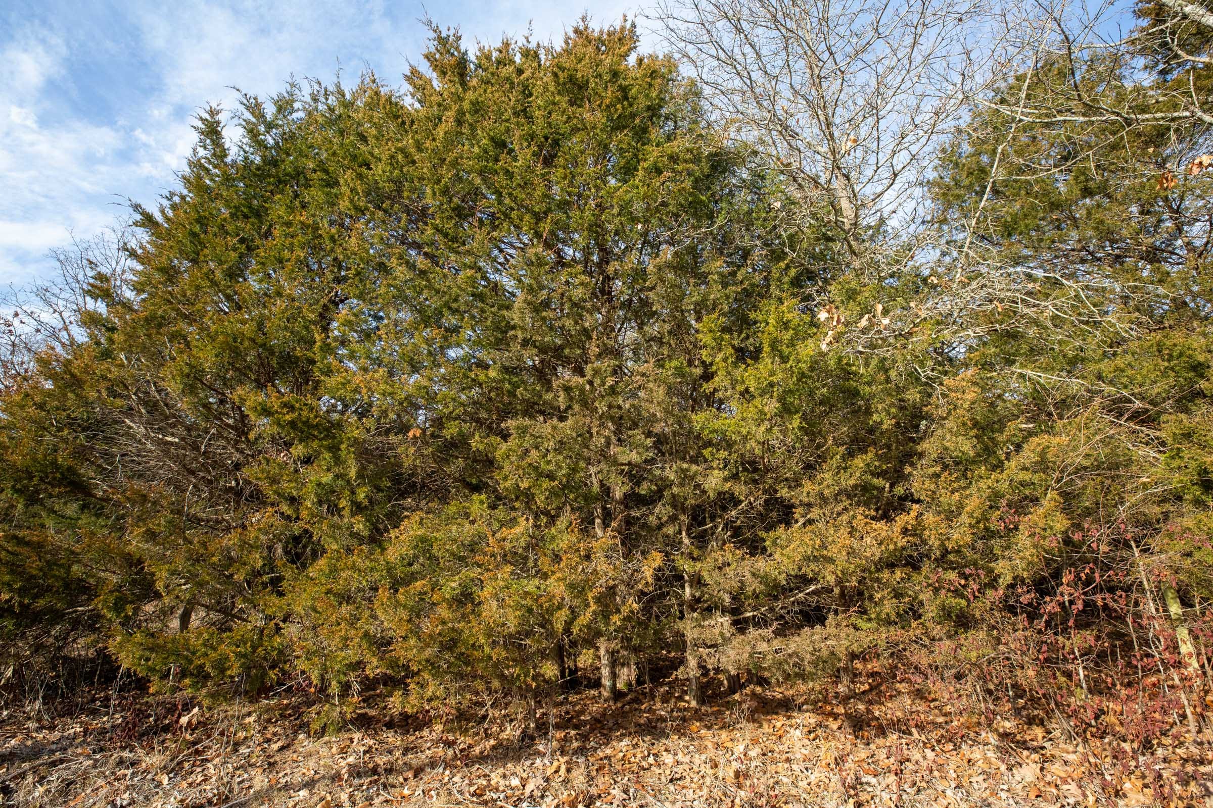 Forest Hill Tract 5 photo 4