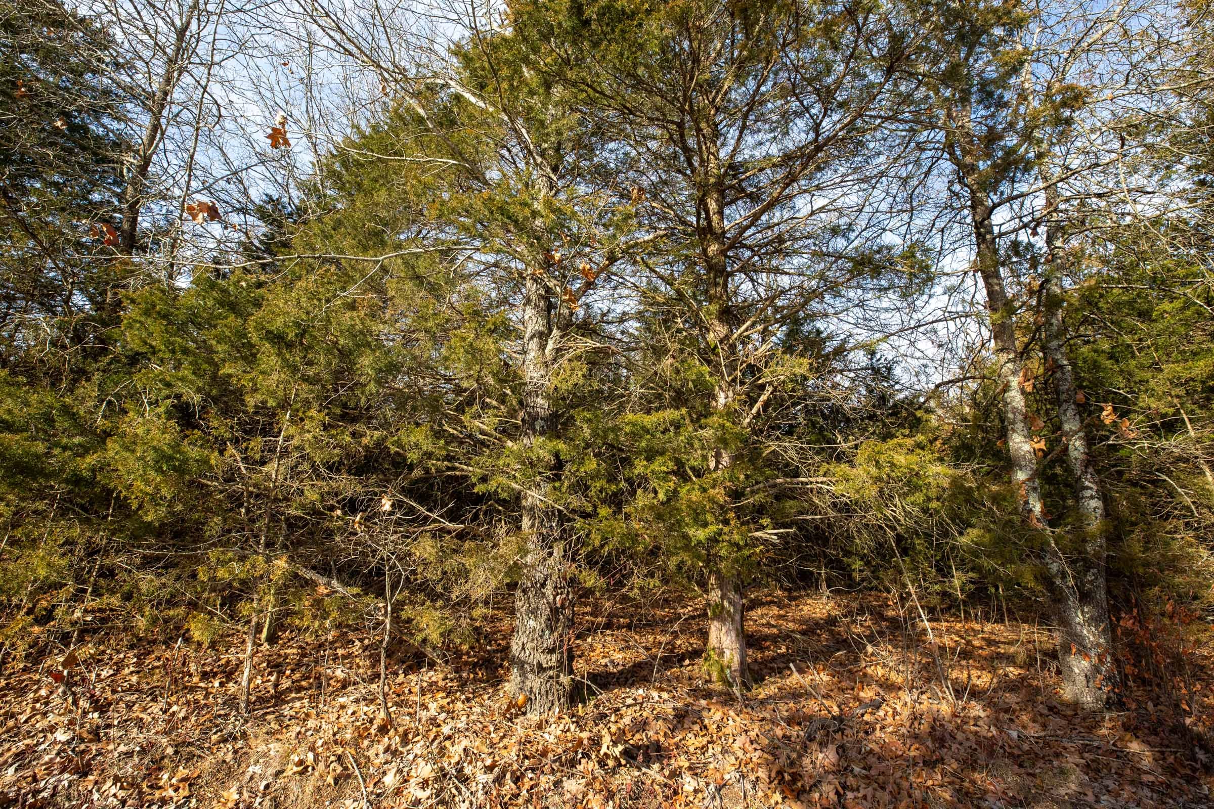 Forest Hill Tract 5 photo 9