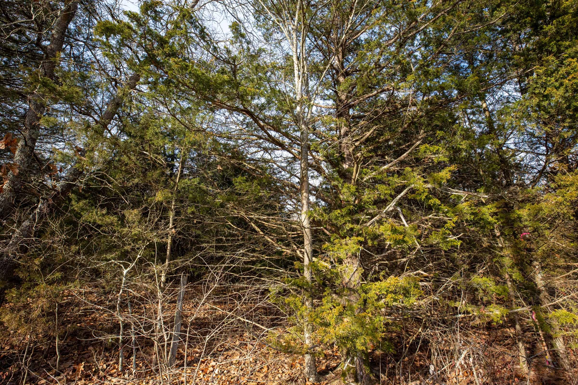 Forest Hill Tract 5 photo 11