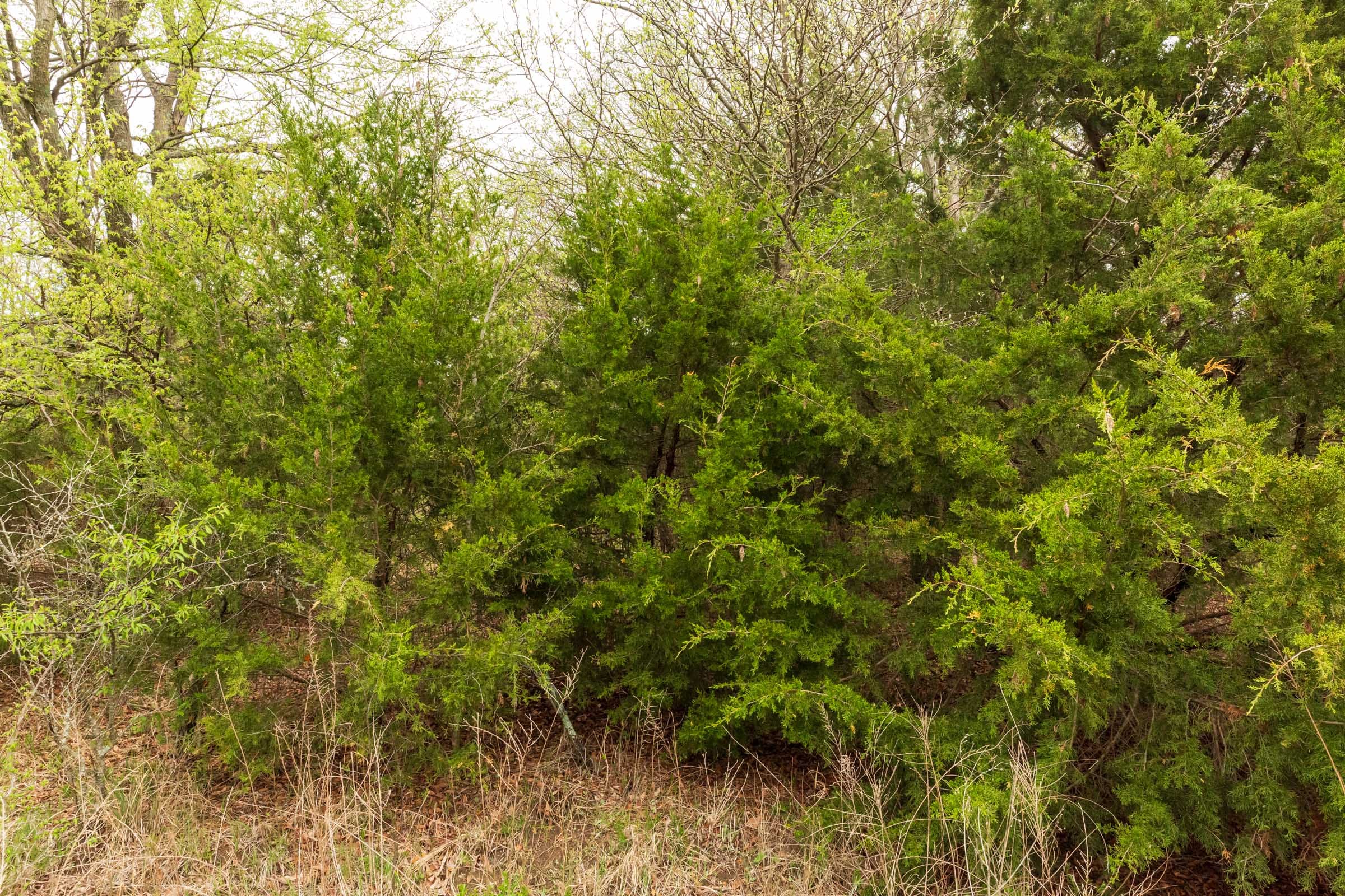 Moonrise Meadows Tract 19 photo 3