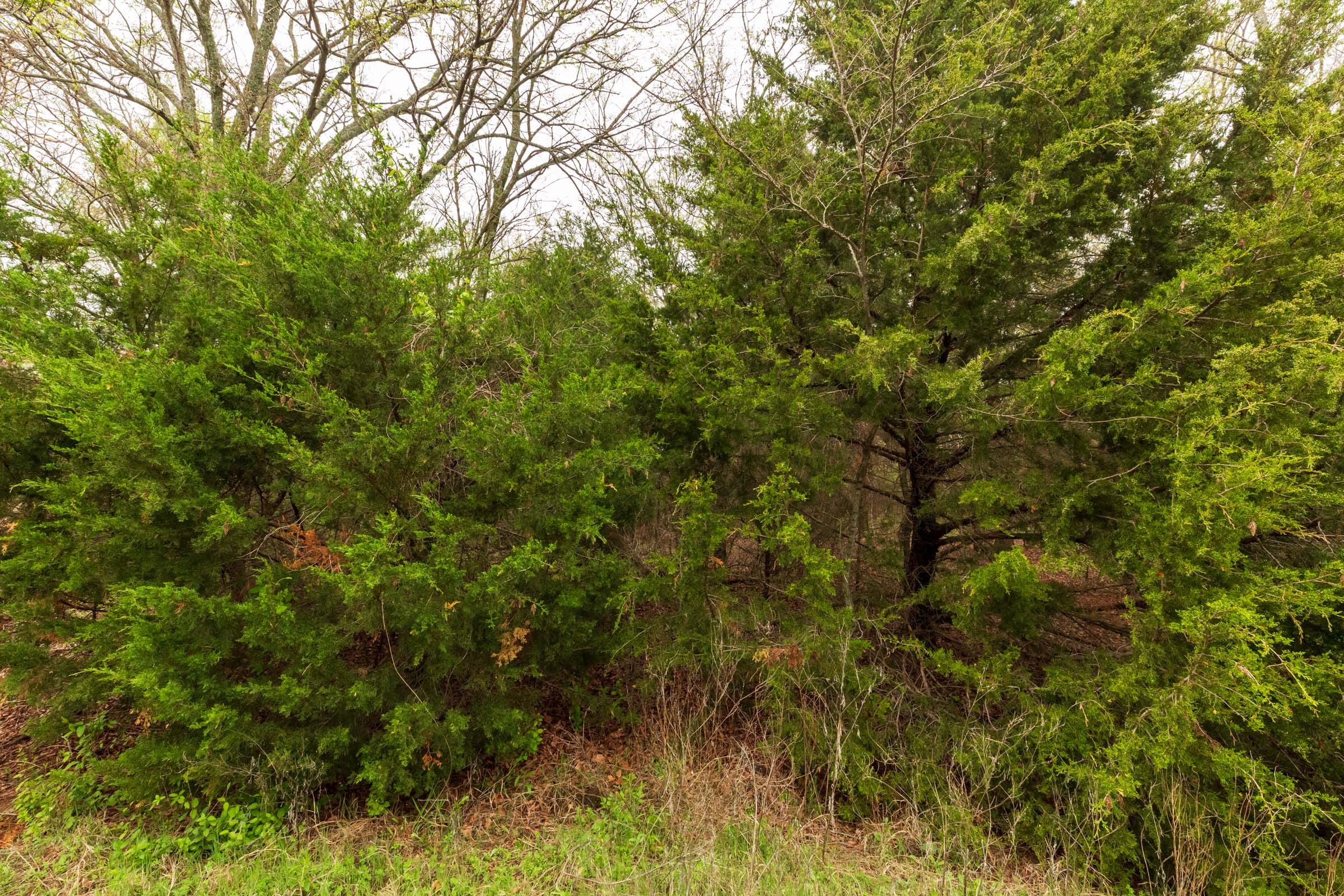 Moonrise Meadows Tract 19 photo 6