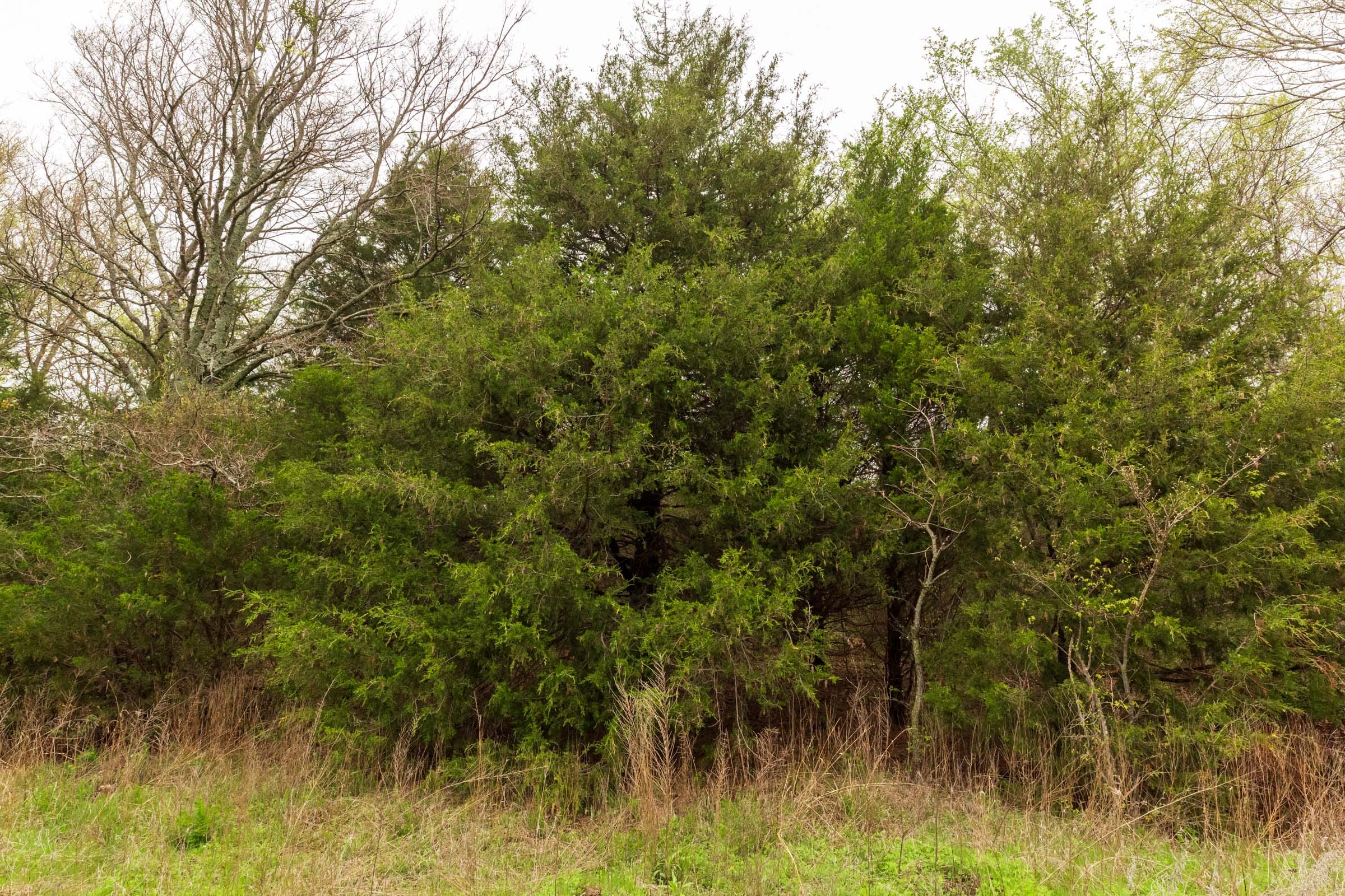 Moonrise Meadows Tract 19 photo 8