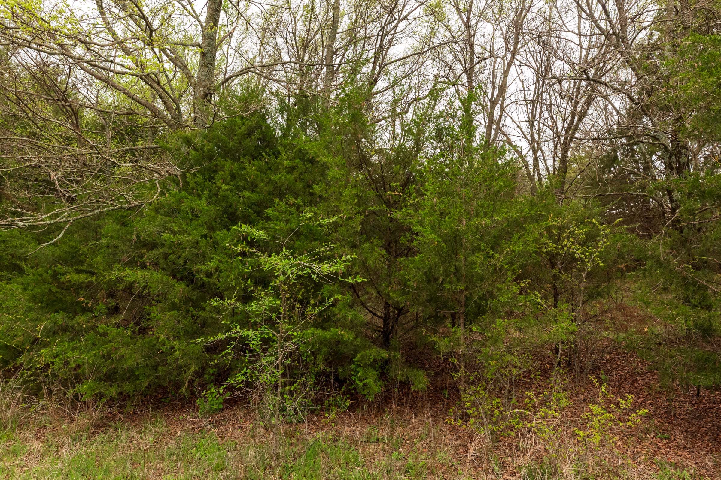 Moonrise Meadows Tract 19 photo 11
