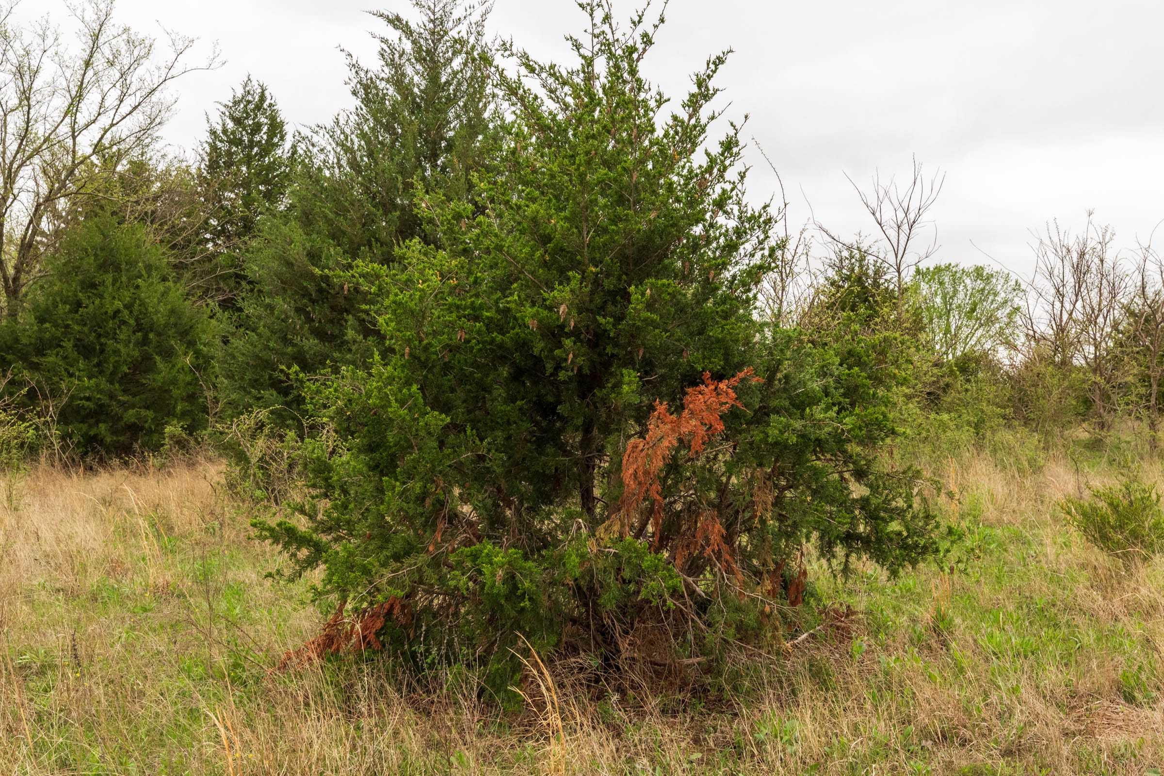 Moonrise Meadows Tract 19 photo 14
