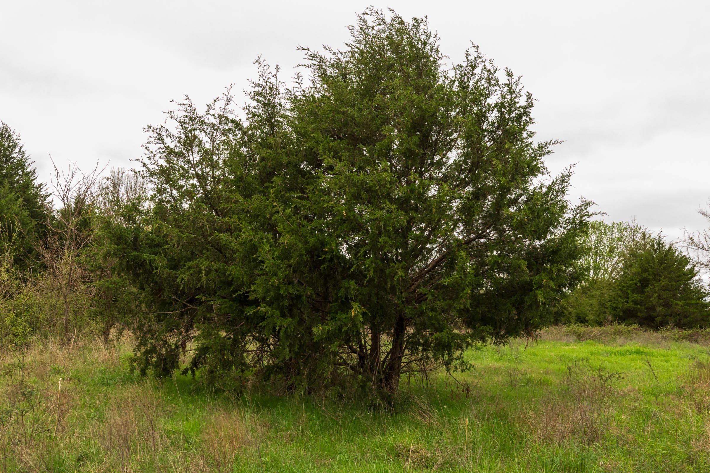 Moonrise Meadows Tract 19 photo 16