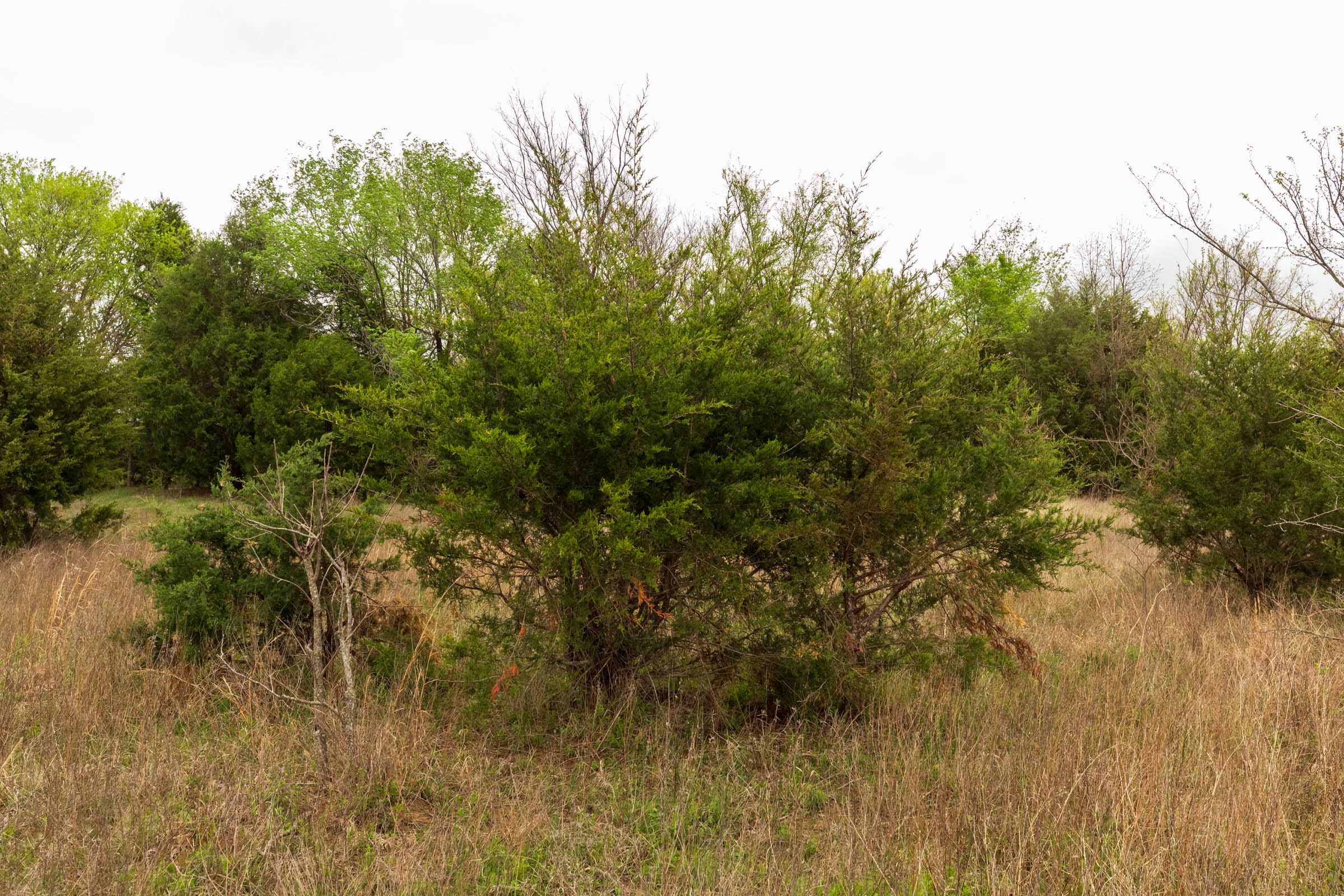 Moonrise Meadows Tract 19 photo 18