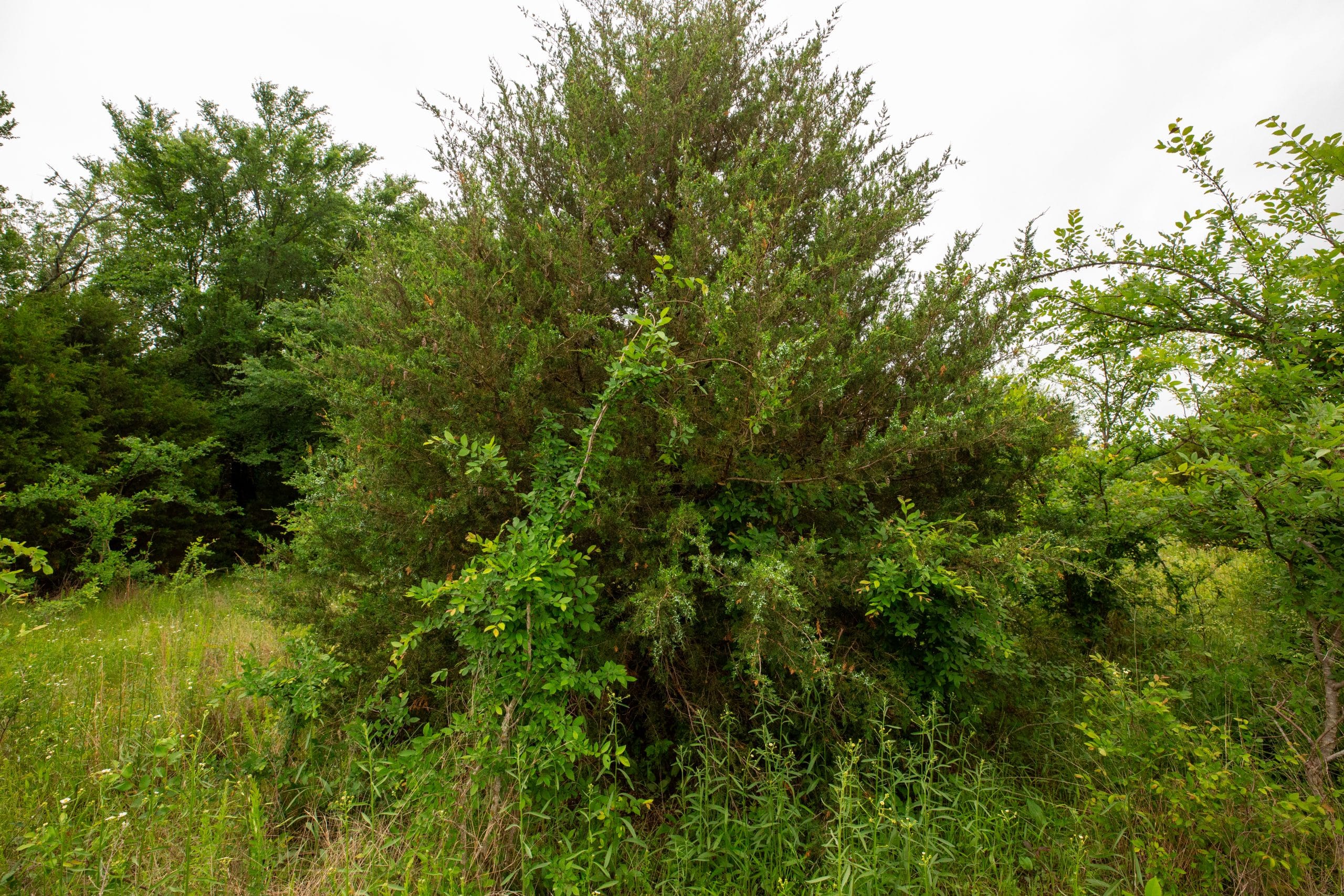 Moonrise Meadows Tract 19 photo 2