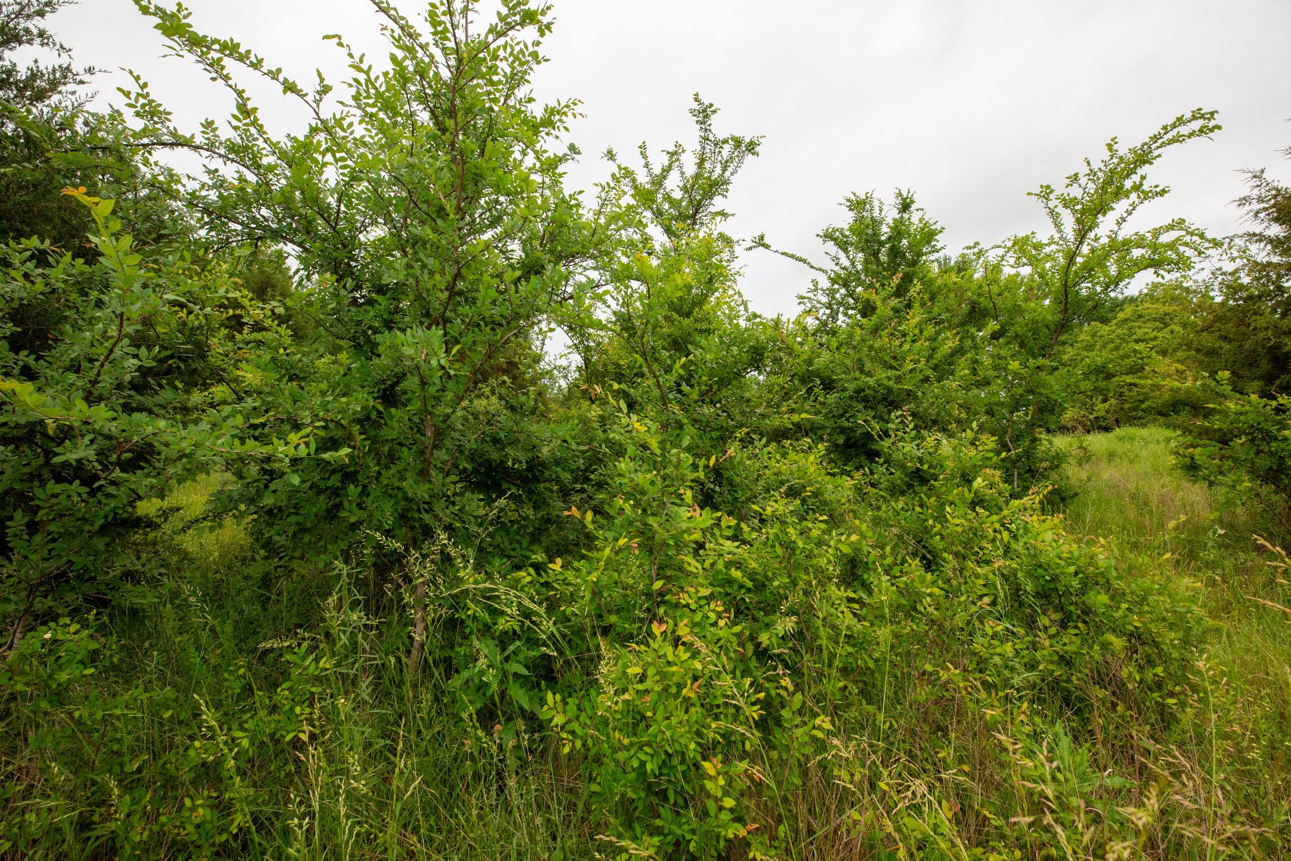 Moonrise Meadows Tract 19 photo 17