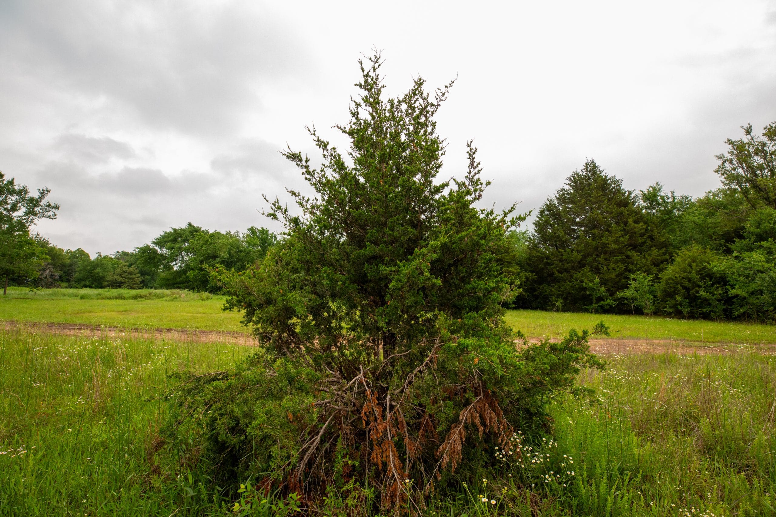 Moonrise Meadows Tract 19 photo 19