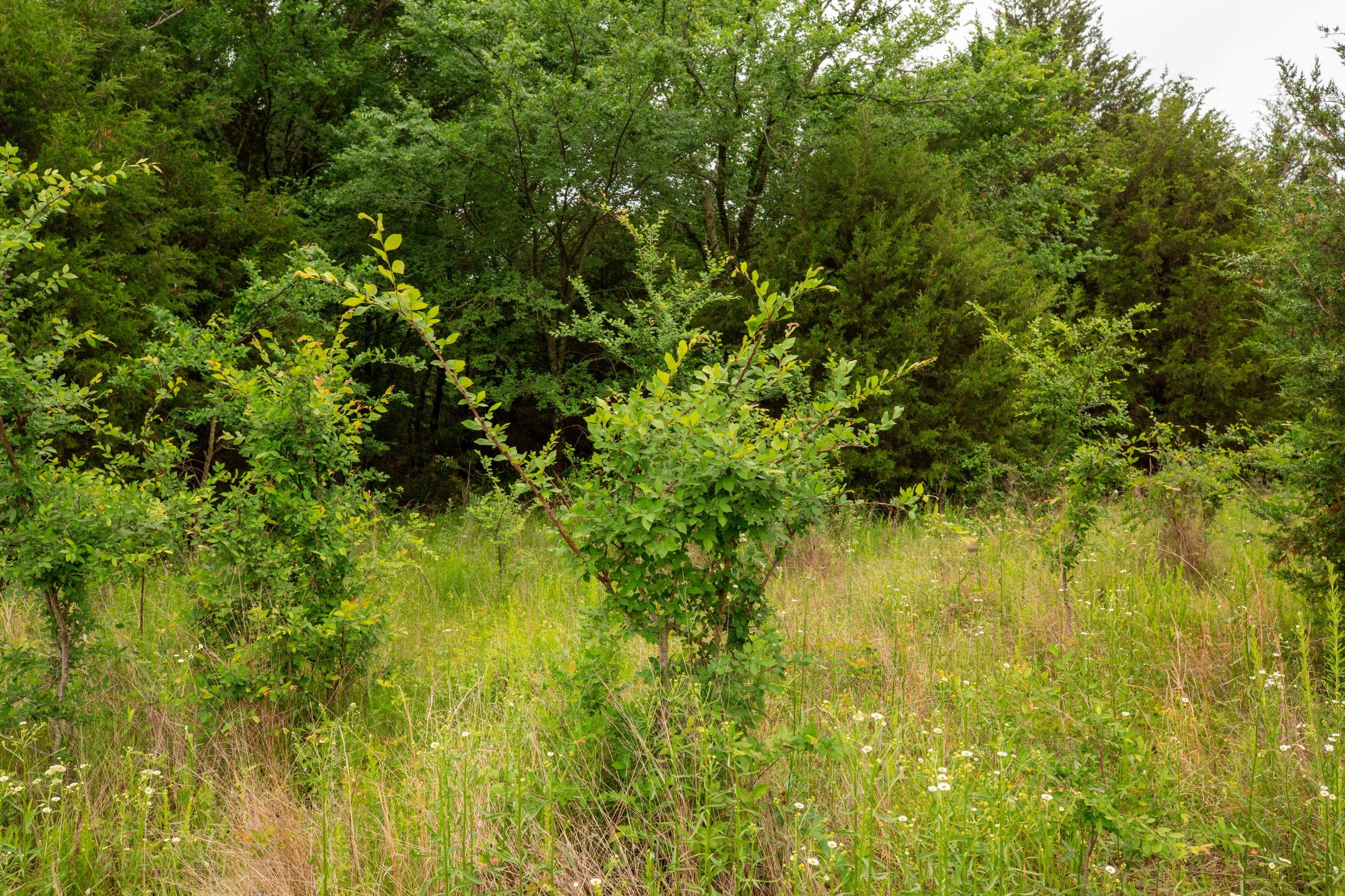 Moonrise Meadows Tract 19 photo 5