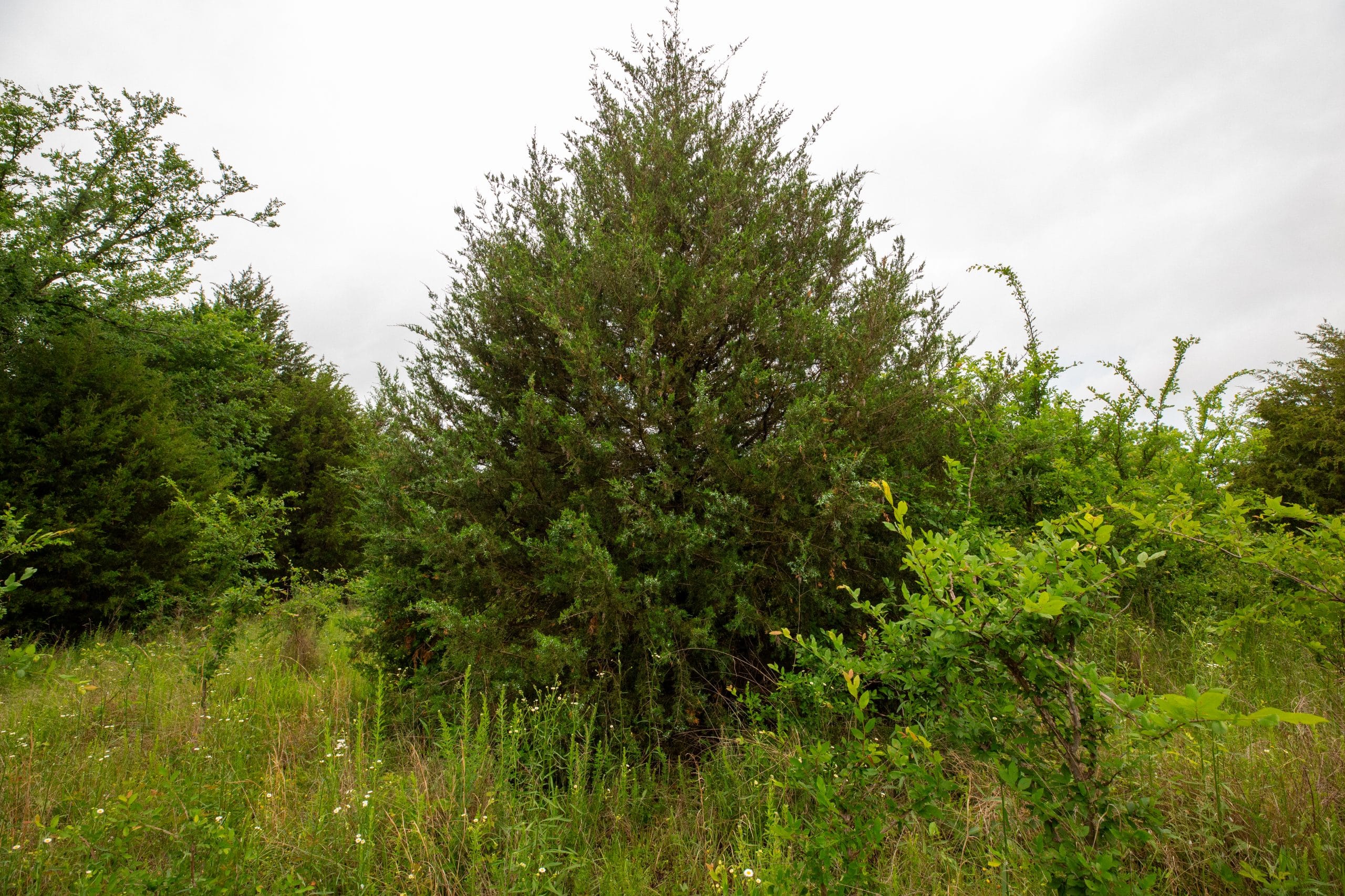 Moonrise Meadows Tract 19 photo 12