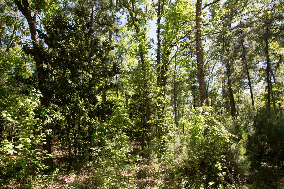 Rayburn Country Tract 283 photo 2