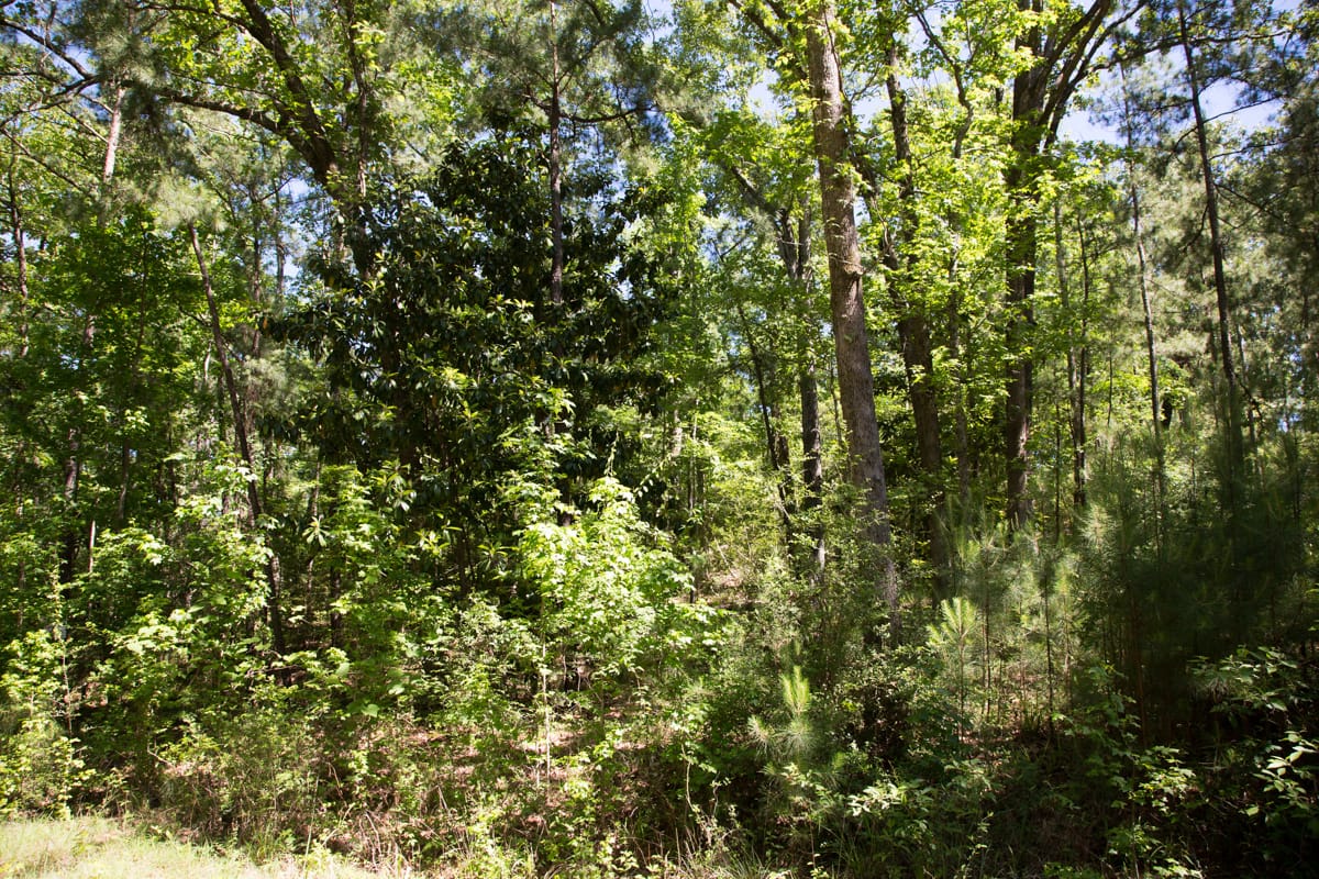Rayburn Country Tract 283 photo 3