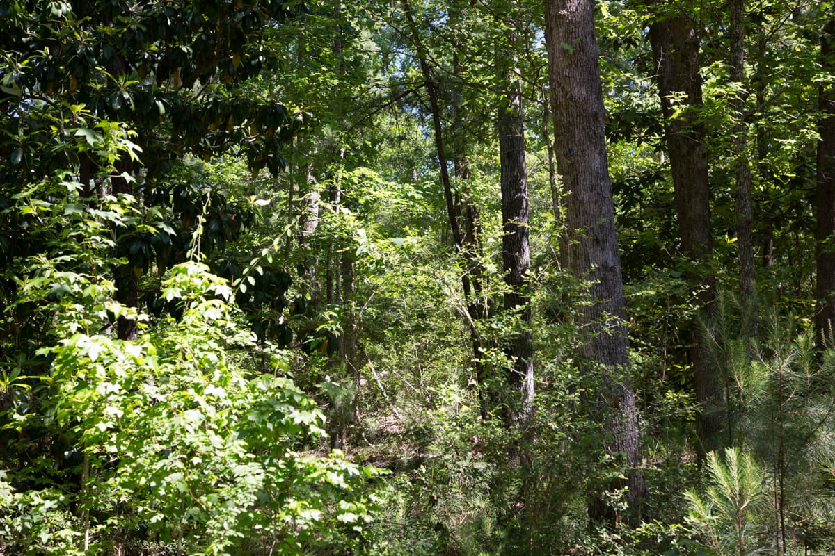 Rayburn Country Tract 283 photo 4