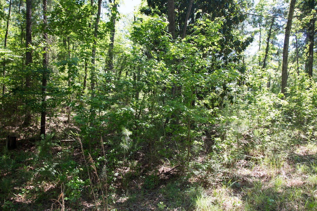 Rayburn Country Tract 283 photo 6