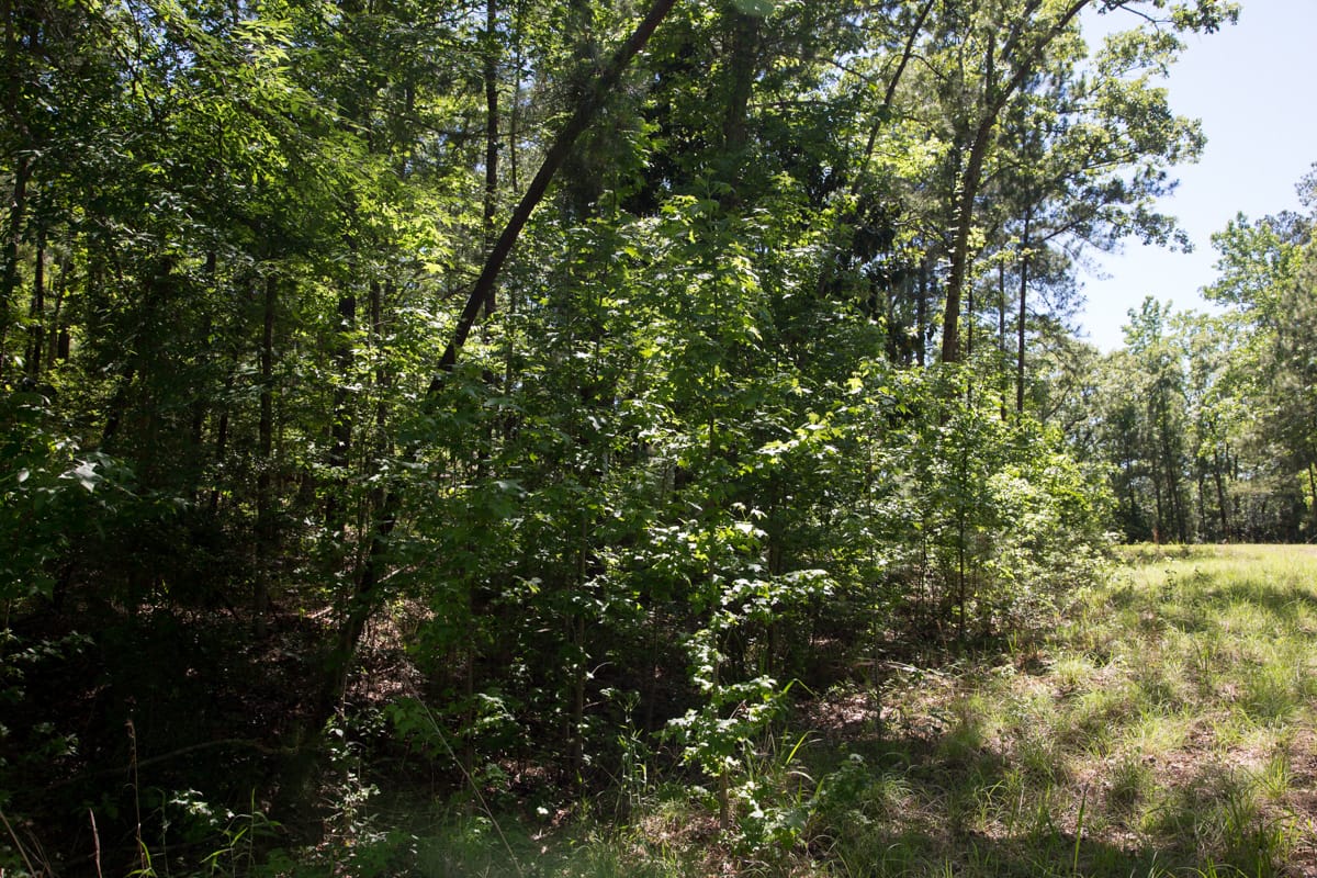 Rayburn Country Tract 283 photo 7
