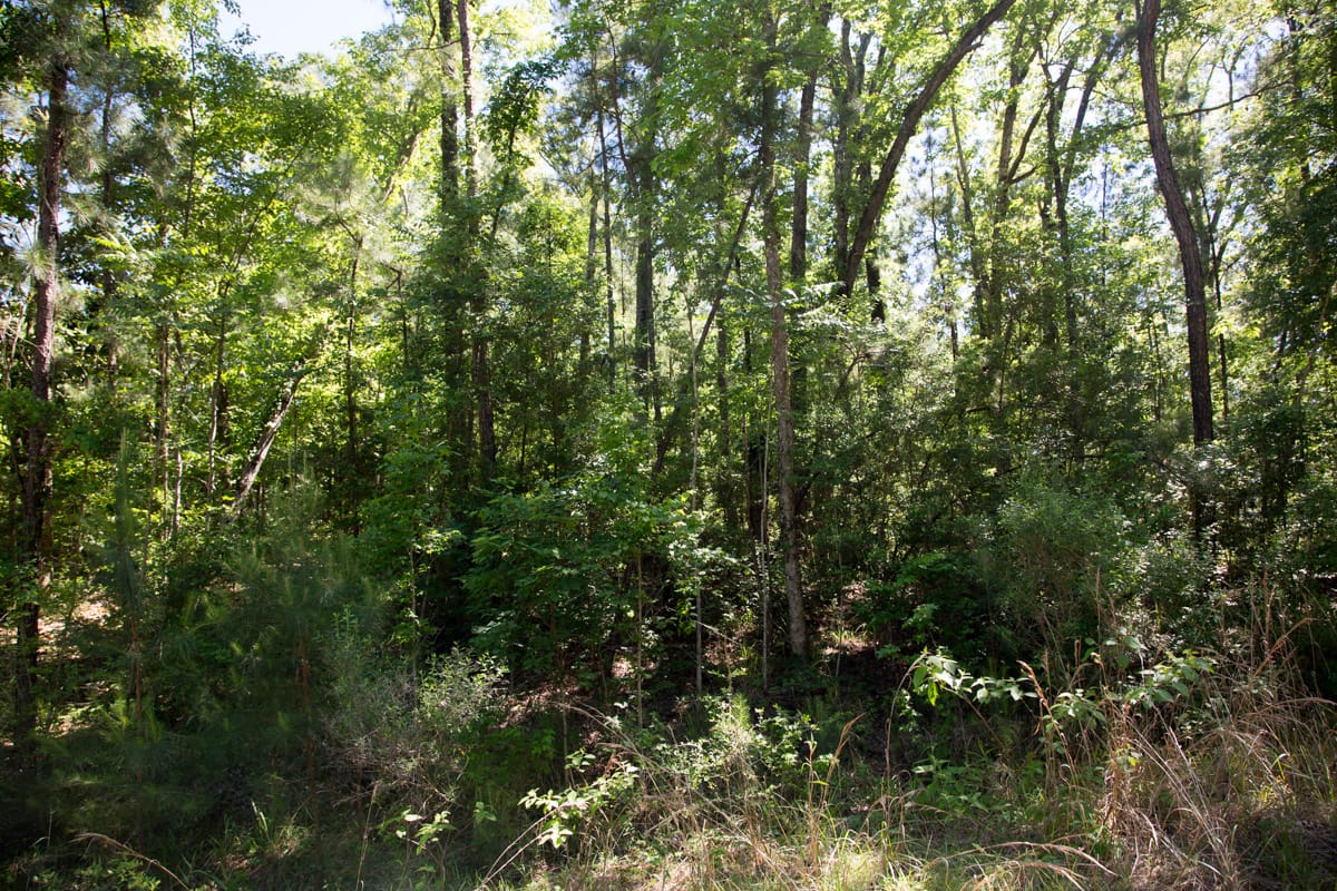 Rayburn Country Tract 283 photo 9